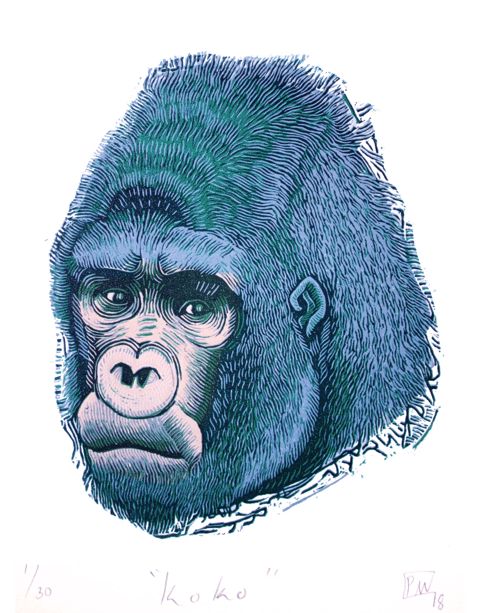 Koko by Patricia Avila