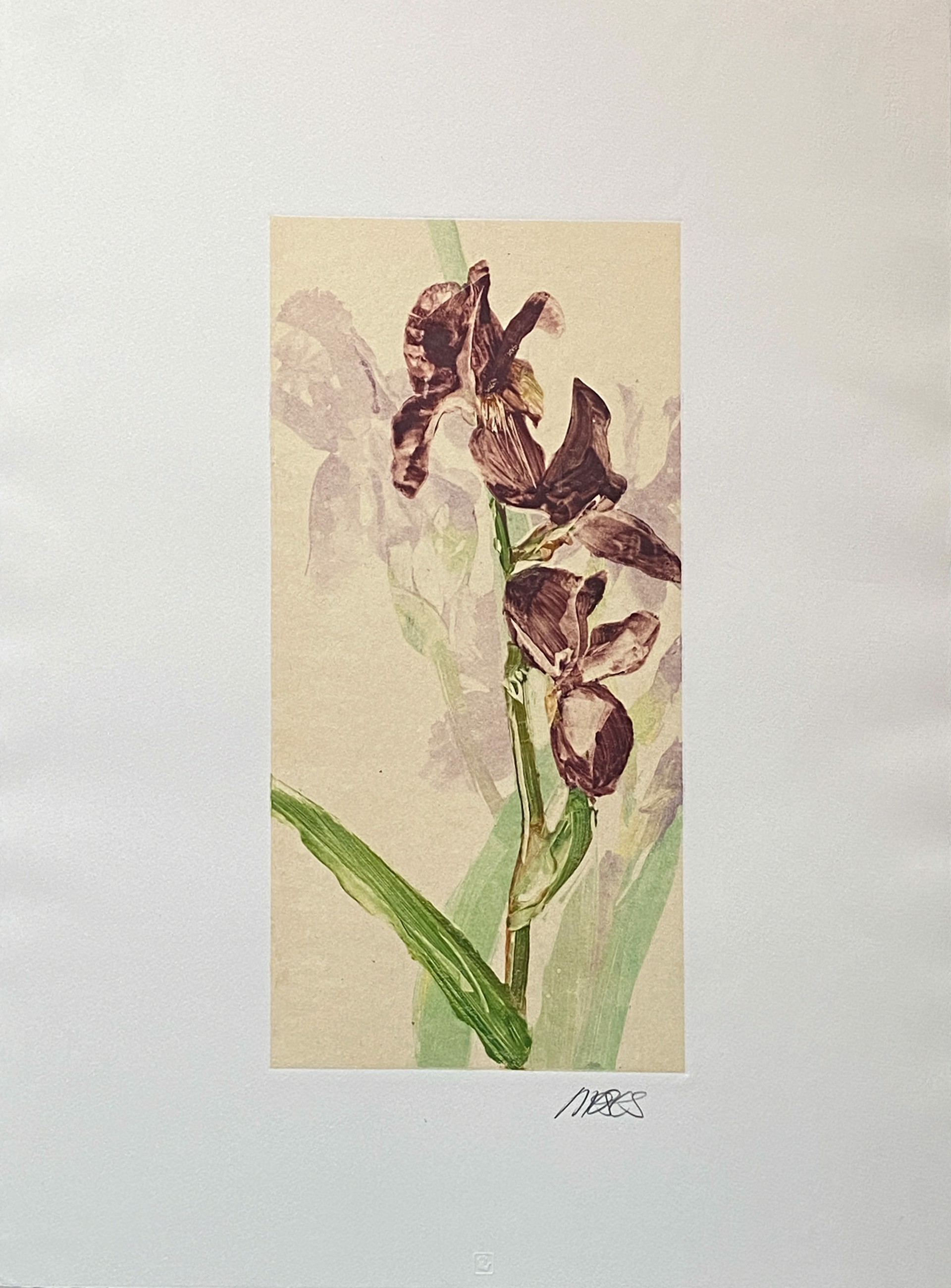 Untitled Iris by Forrest Moses