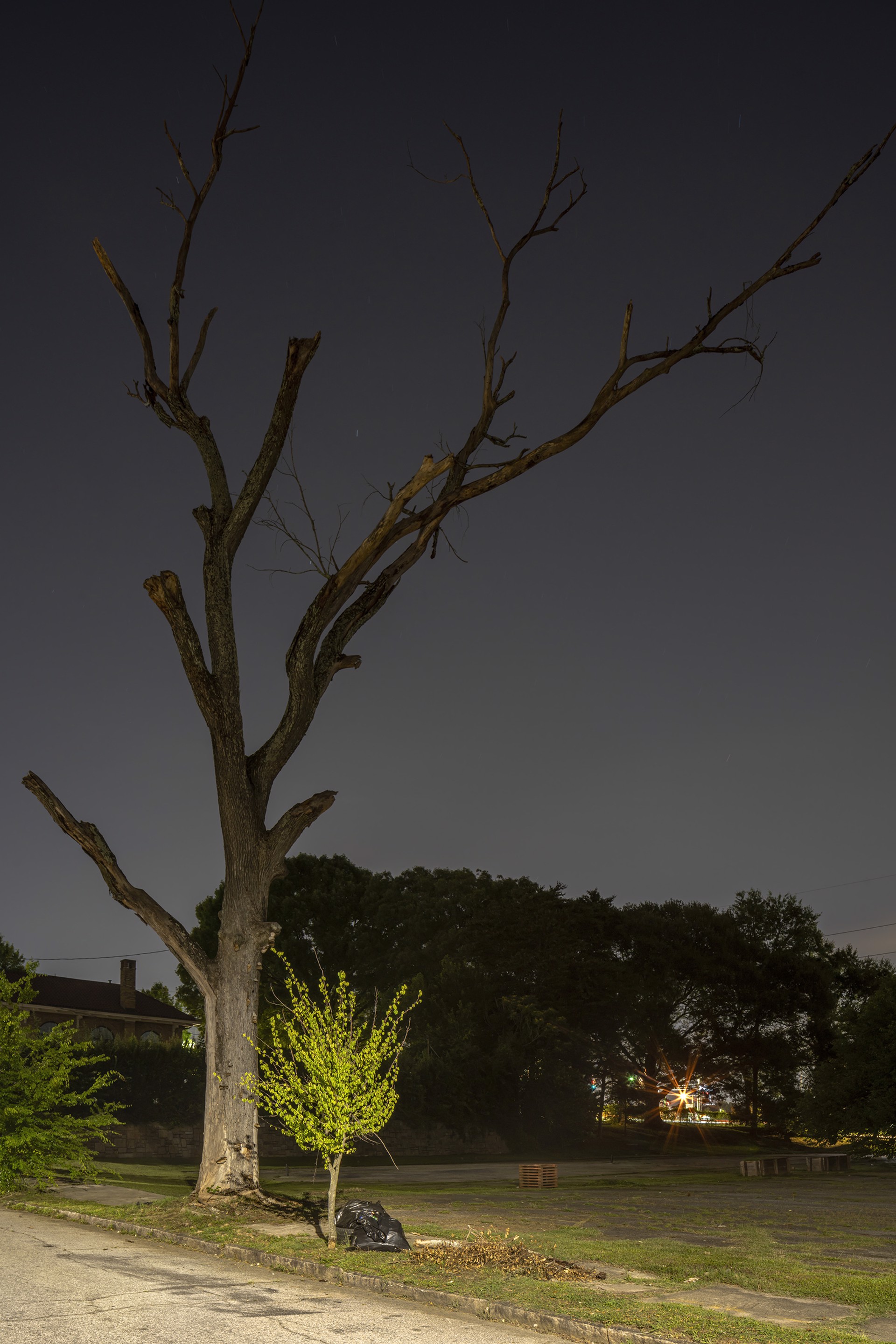 Dead Tree and American Hornbeam, Atlanta, GA by Peter Essick