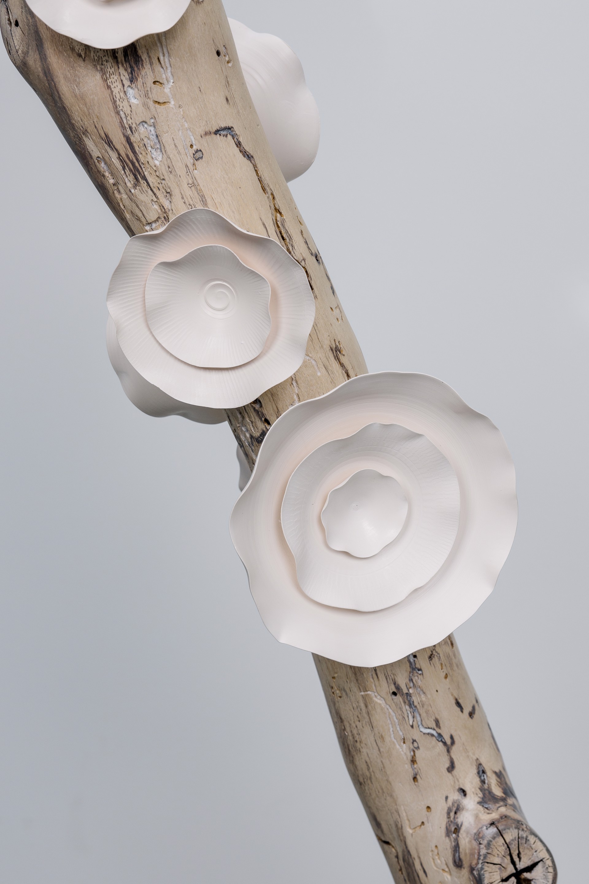 Lucrecia Waggoner Porcelain Wall Installation Custom Artwork -  Lucrecia Waggoner Winter Blooms, 2022 Polished porcelain & moongold leaf on reclaimed tree branch with marble base