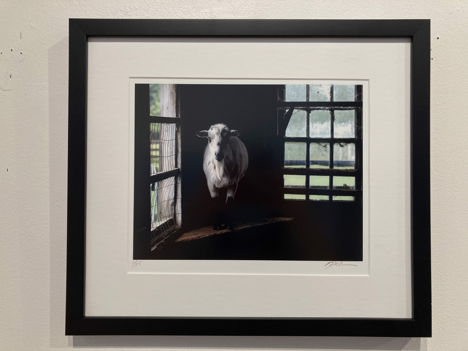 Goatie on the Edge by Nina Fuller