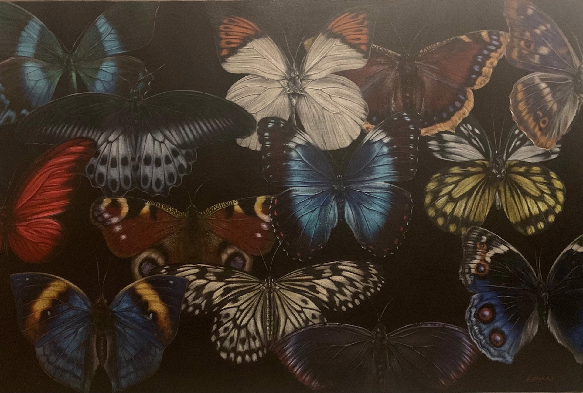 Butterflies by Larissa Morais