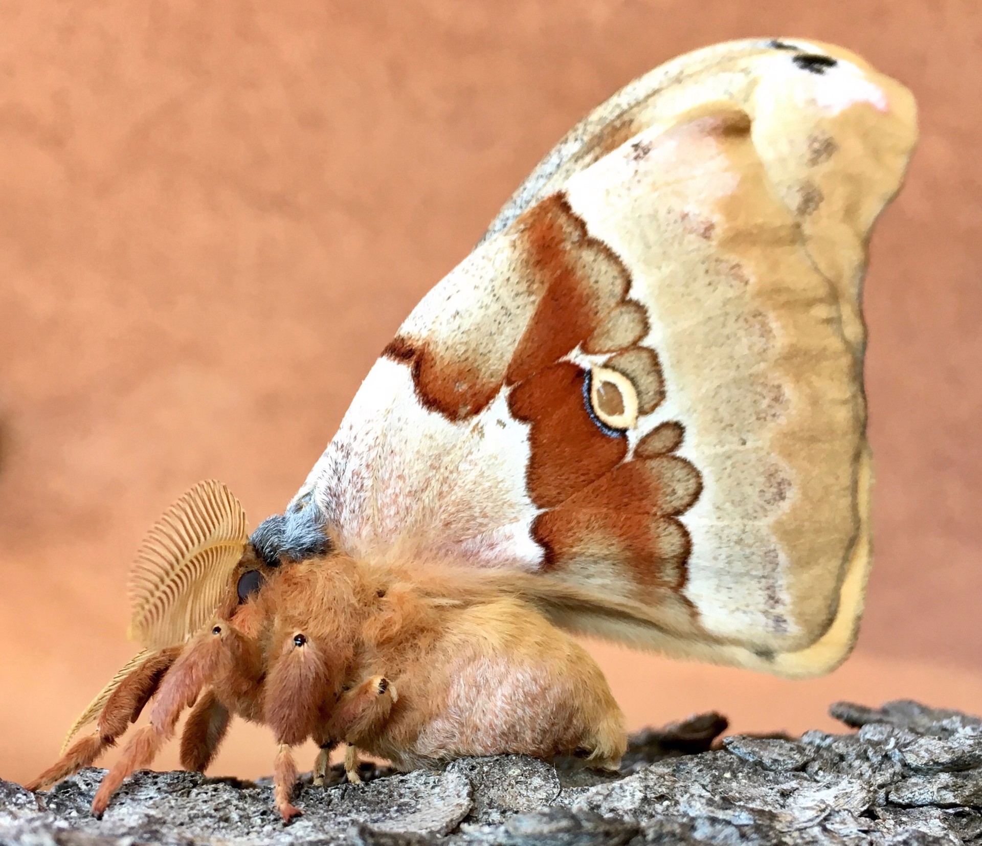 Santa Fe Silk Moth by Amy Kaslow