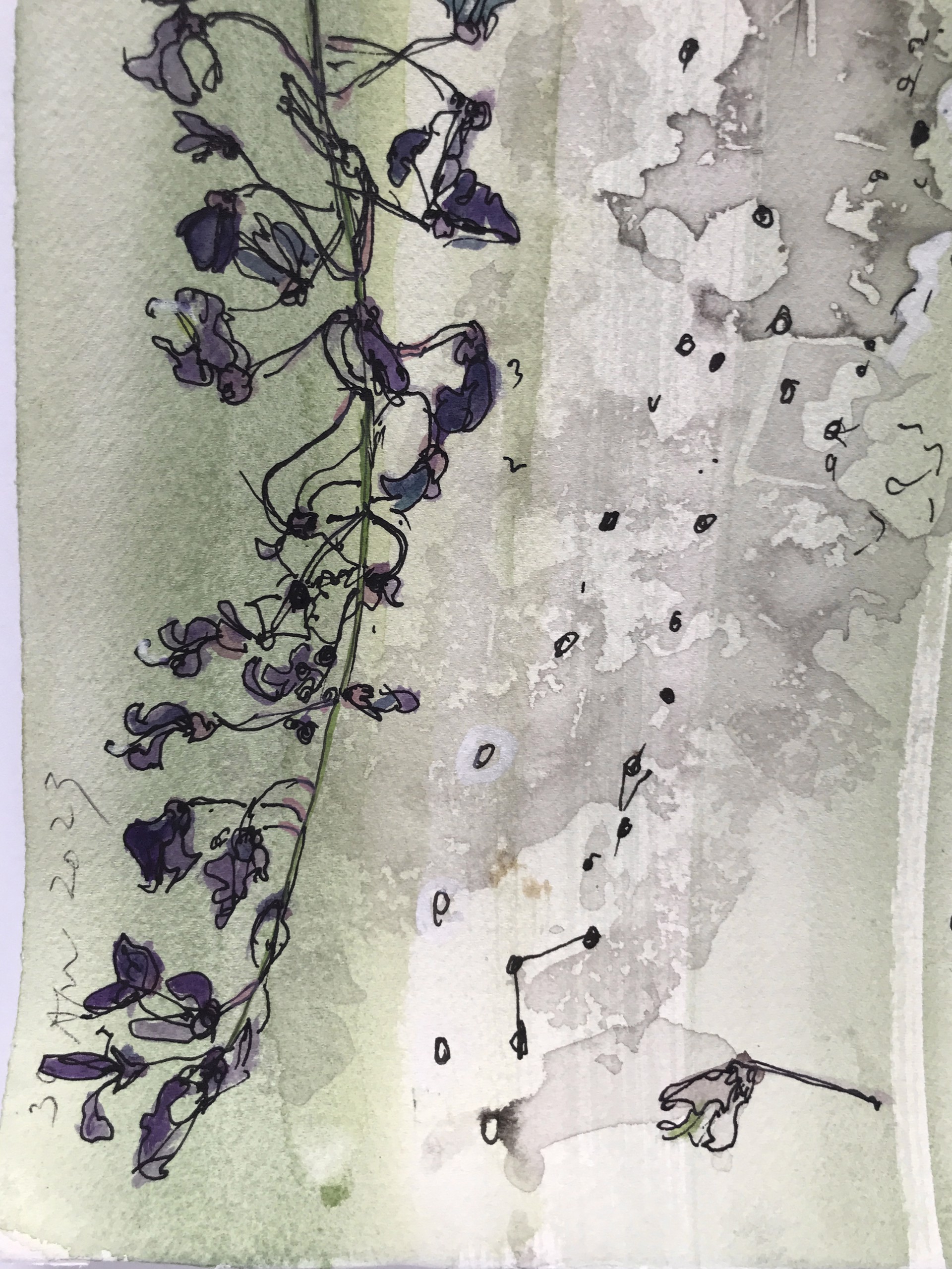 My Wisteria, Venice, 2023: Racemes in full bloom, withering, blossom fall, new seedpods, plotting the structure.  (W. japonica floribunda macrobotrys.) by Amy Worthen