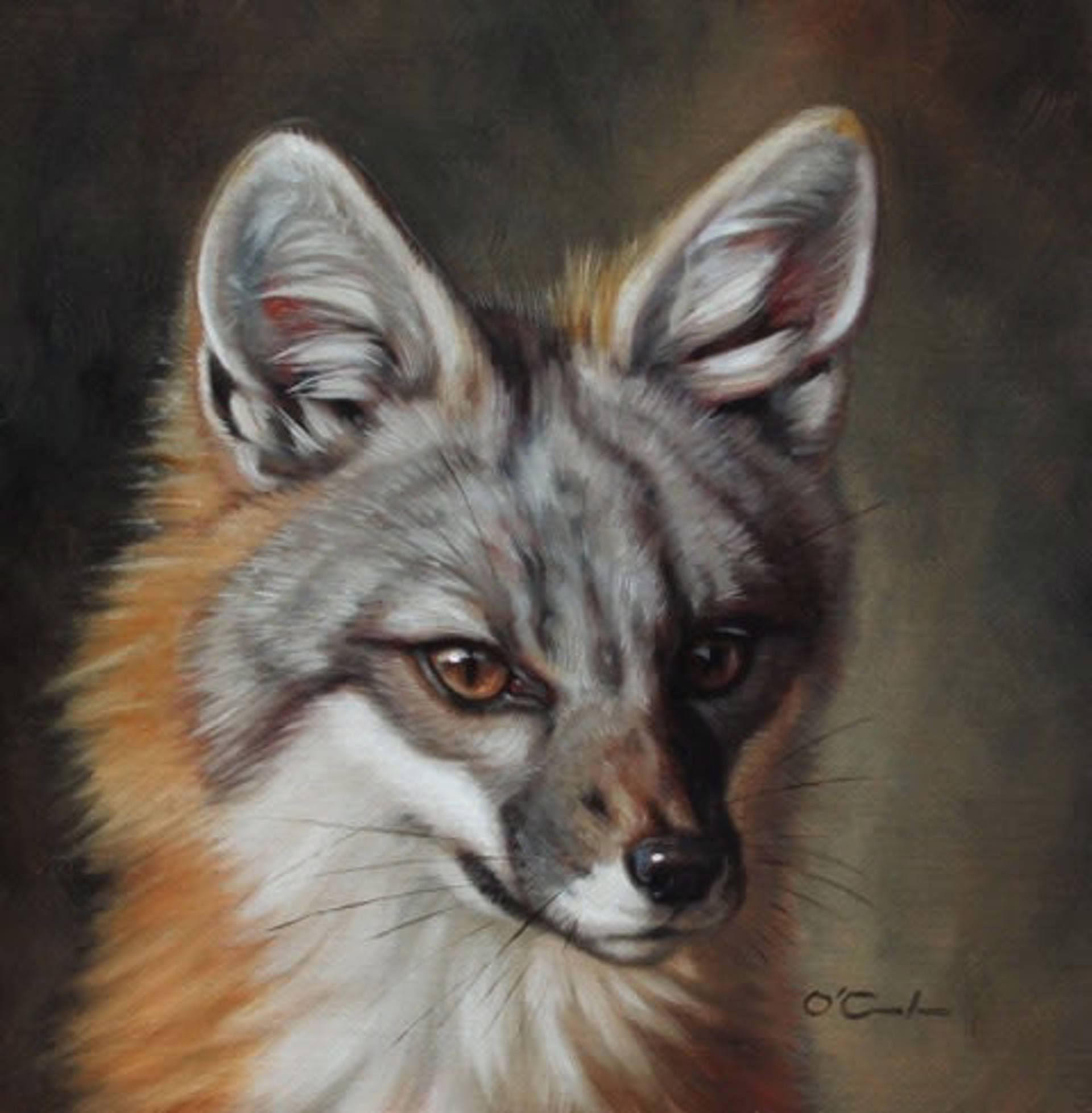 GRAY FOX GAZE by Jennifer O'Cualain