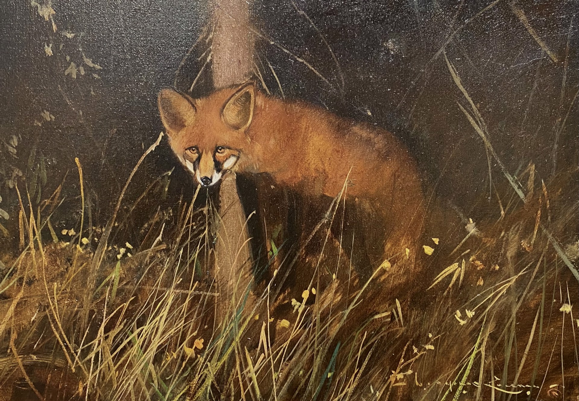 THE RED FOX by Nicholas Coleman
