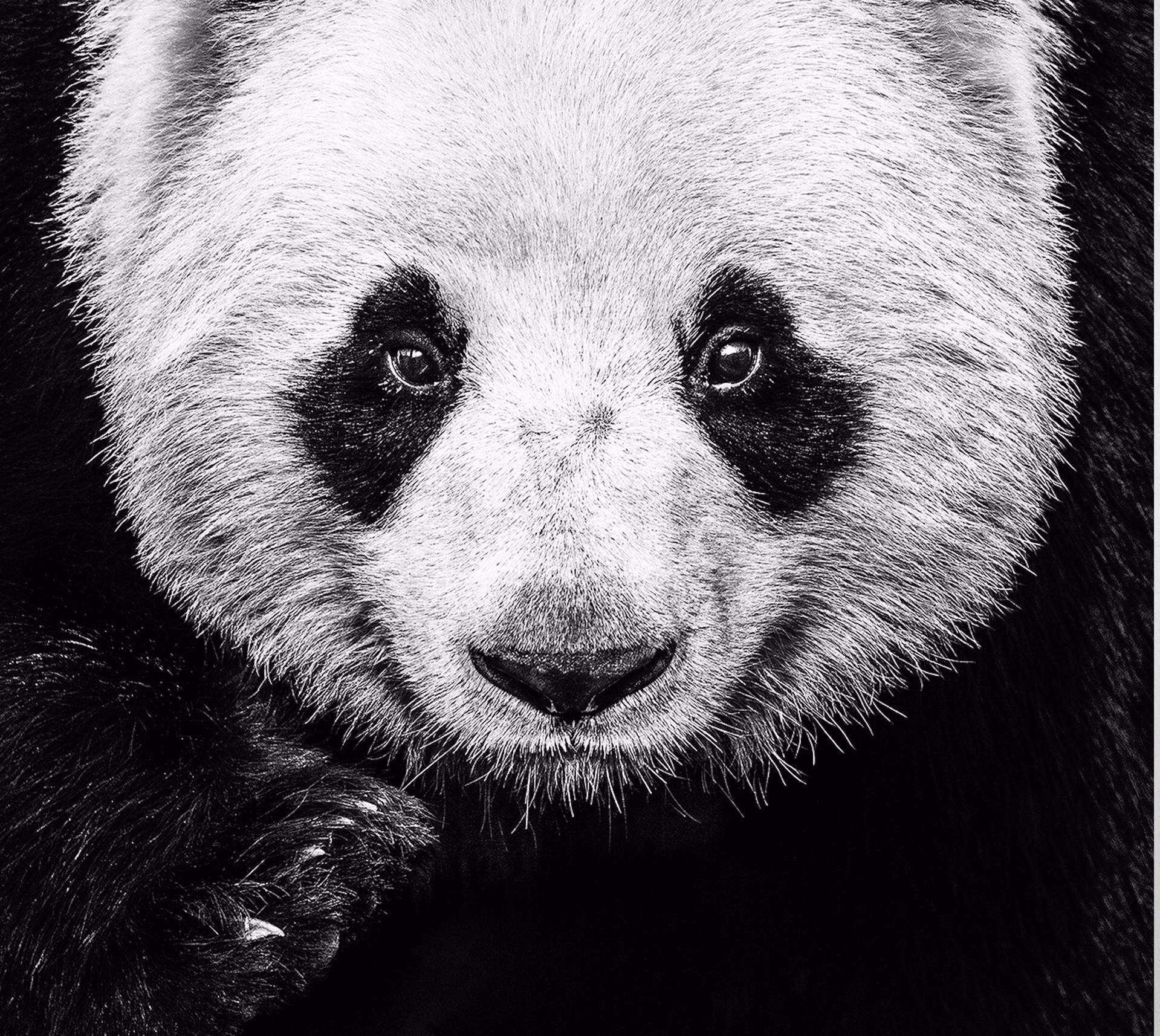 Kung Fu Panda by David Yarrow