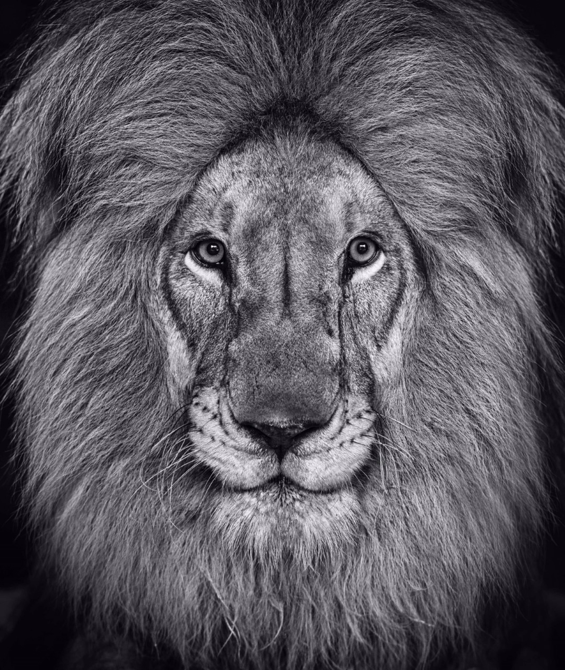 The King's Speech by David Yarrow