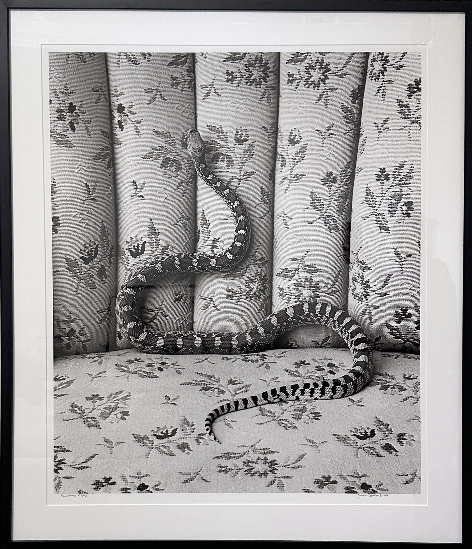 Bull Snake on Sofa by James H. Evans
