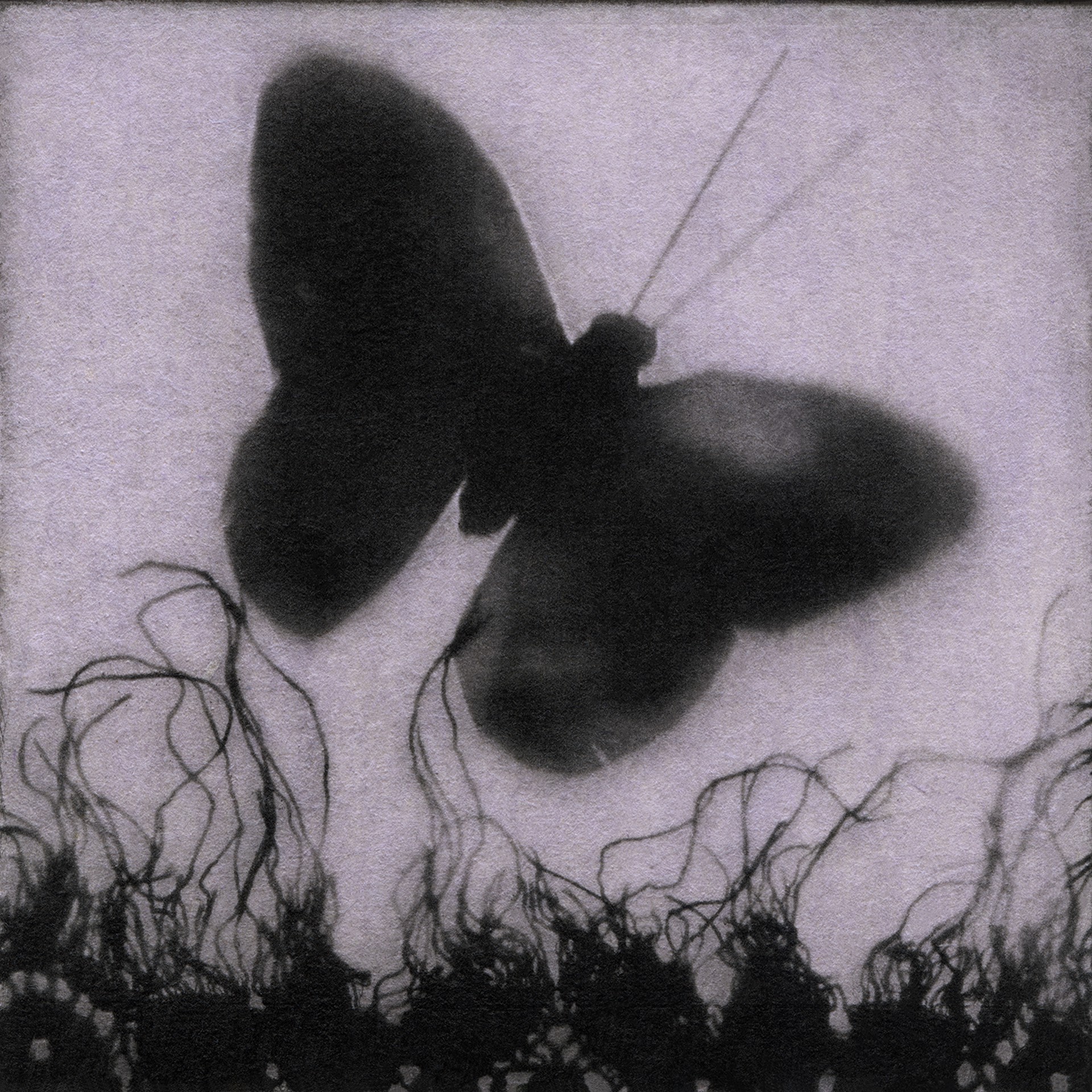 Butterfly by Jennifer Shaw