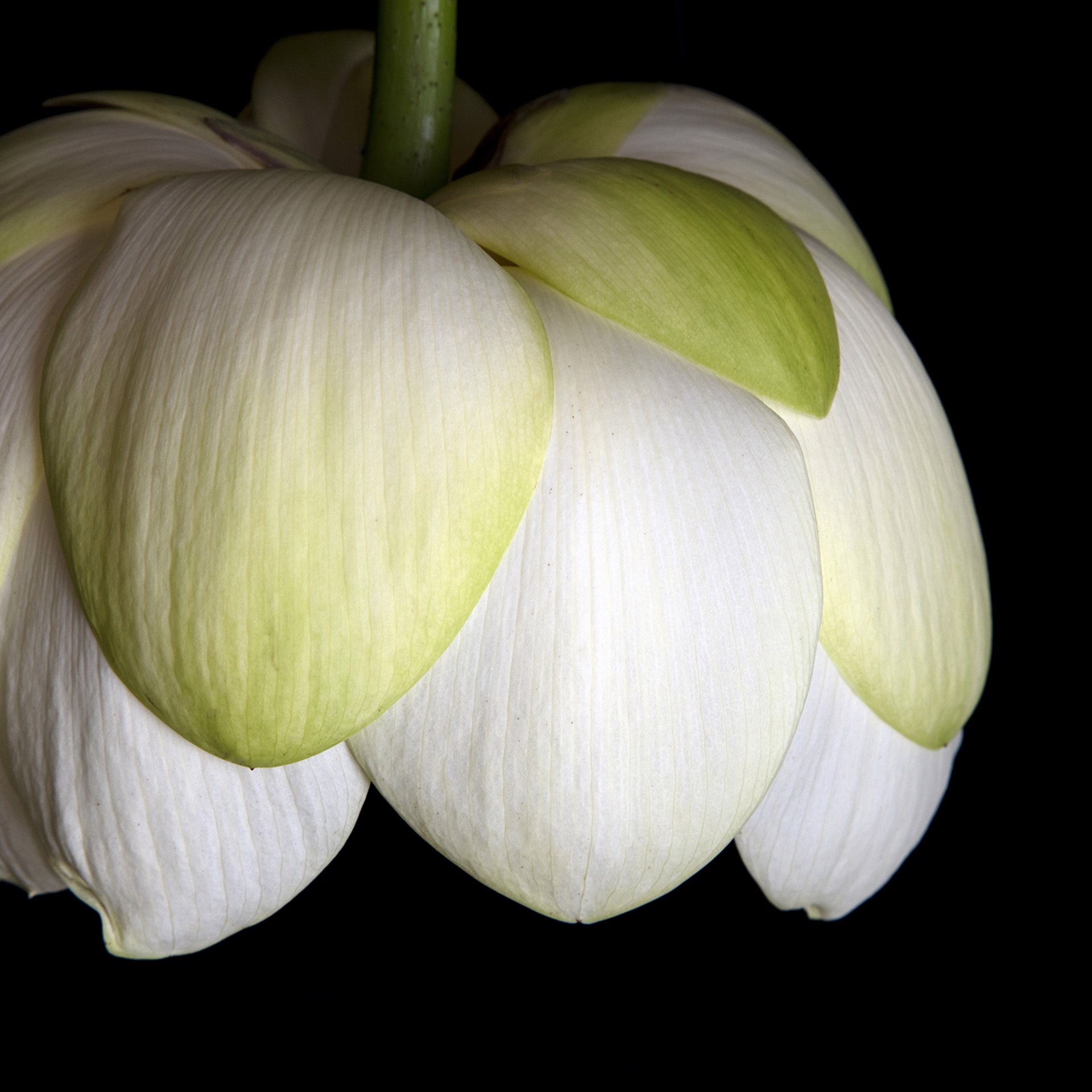 American lotus (Nelumbo lutea) 9991 by Molly Wood