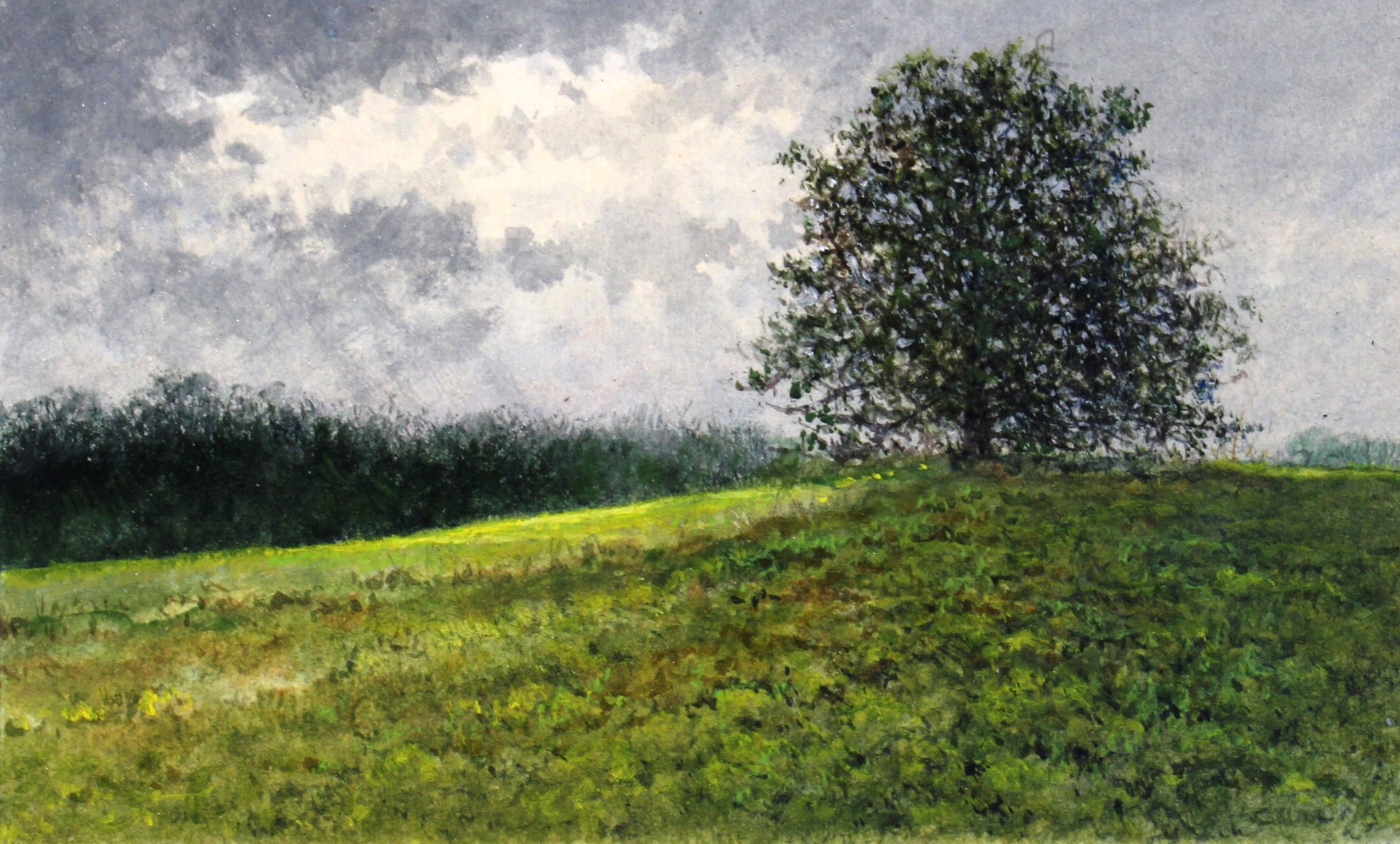 Burr Oak by Edward Cook