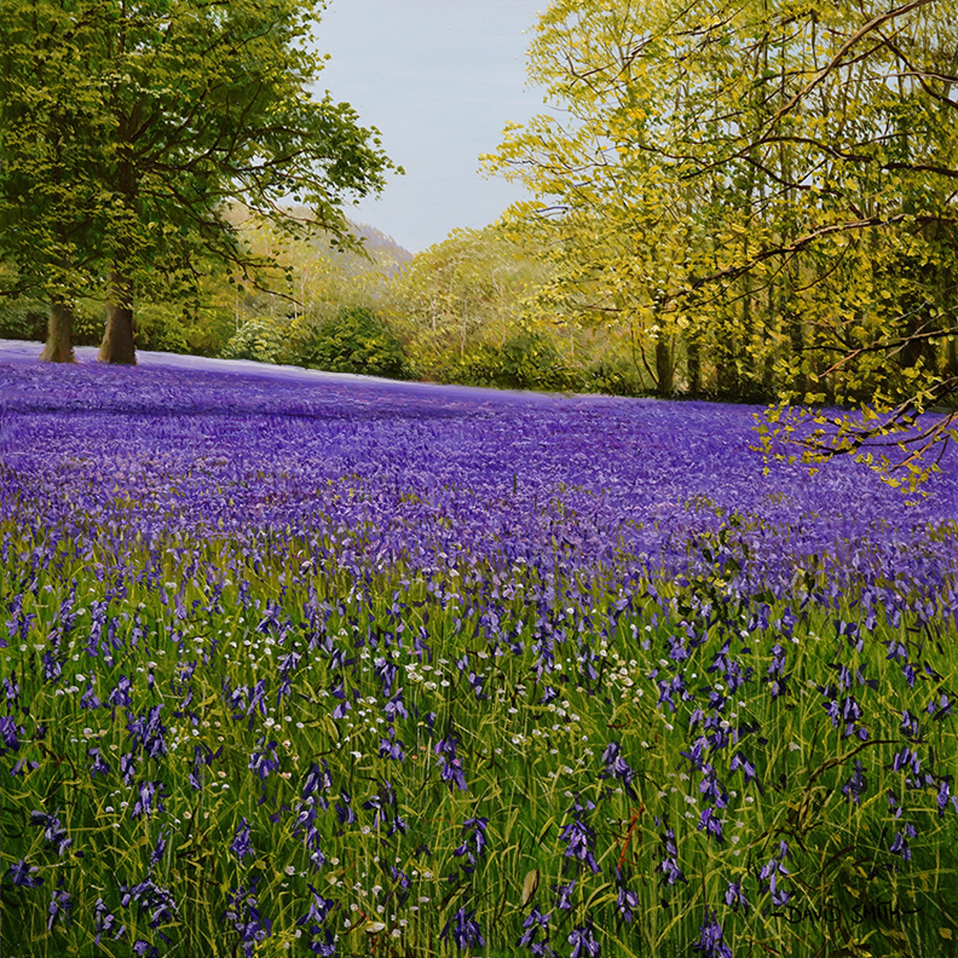 Spring BlueBells by David Smith