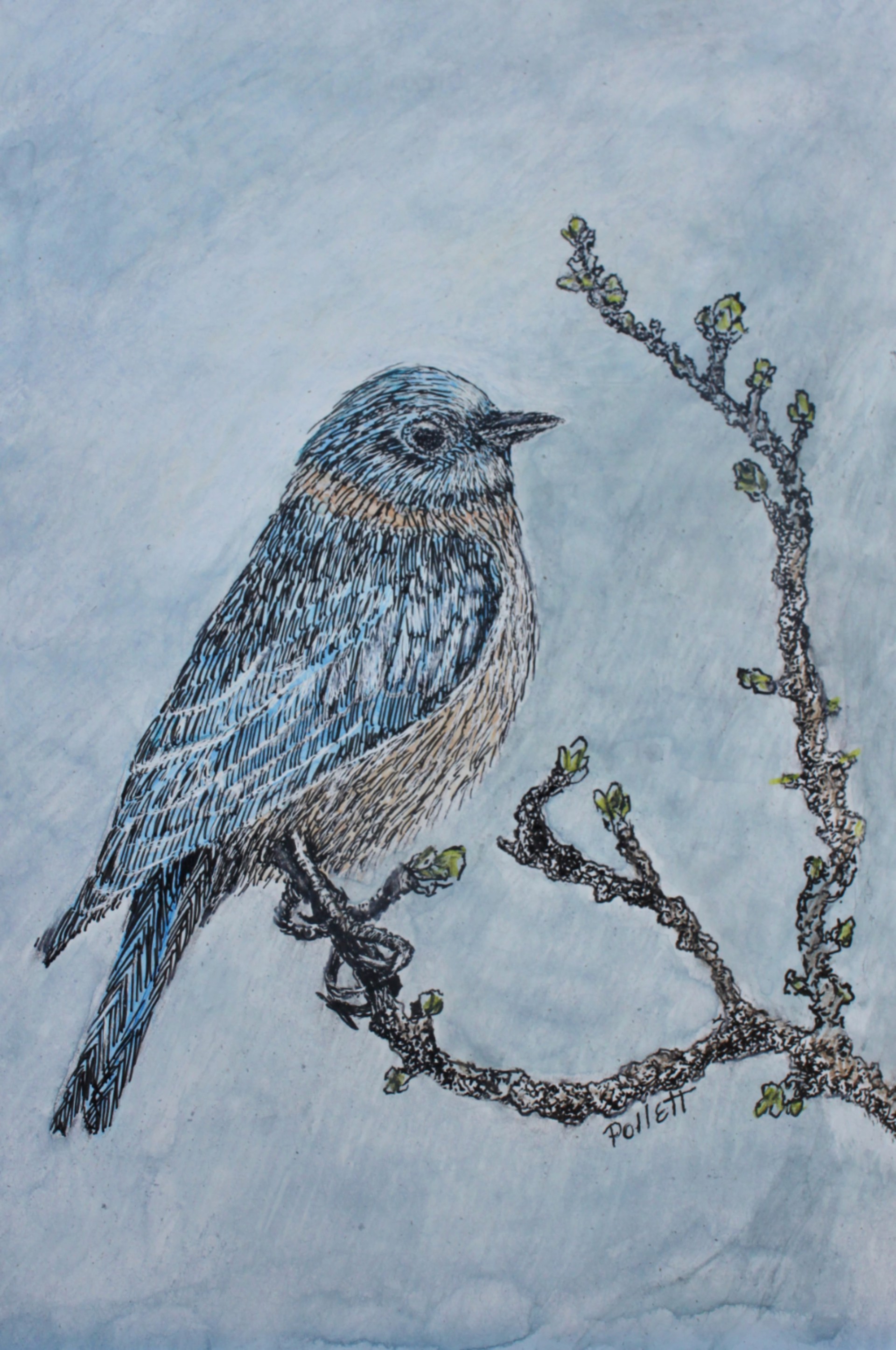Bluebird by Cynthia Jewell Pollett