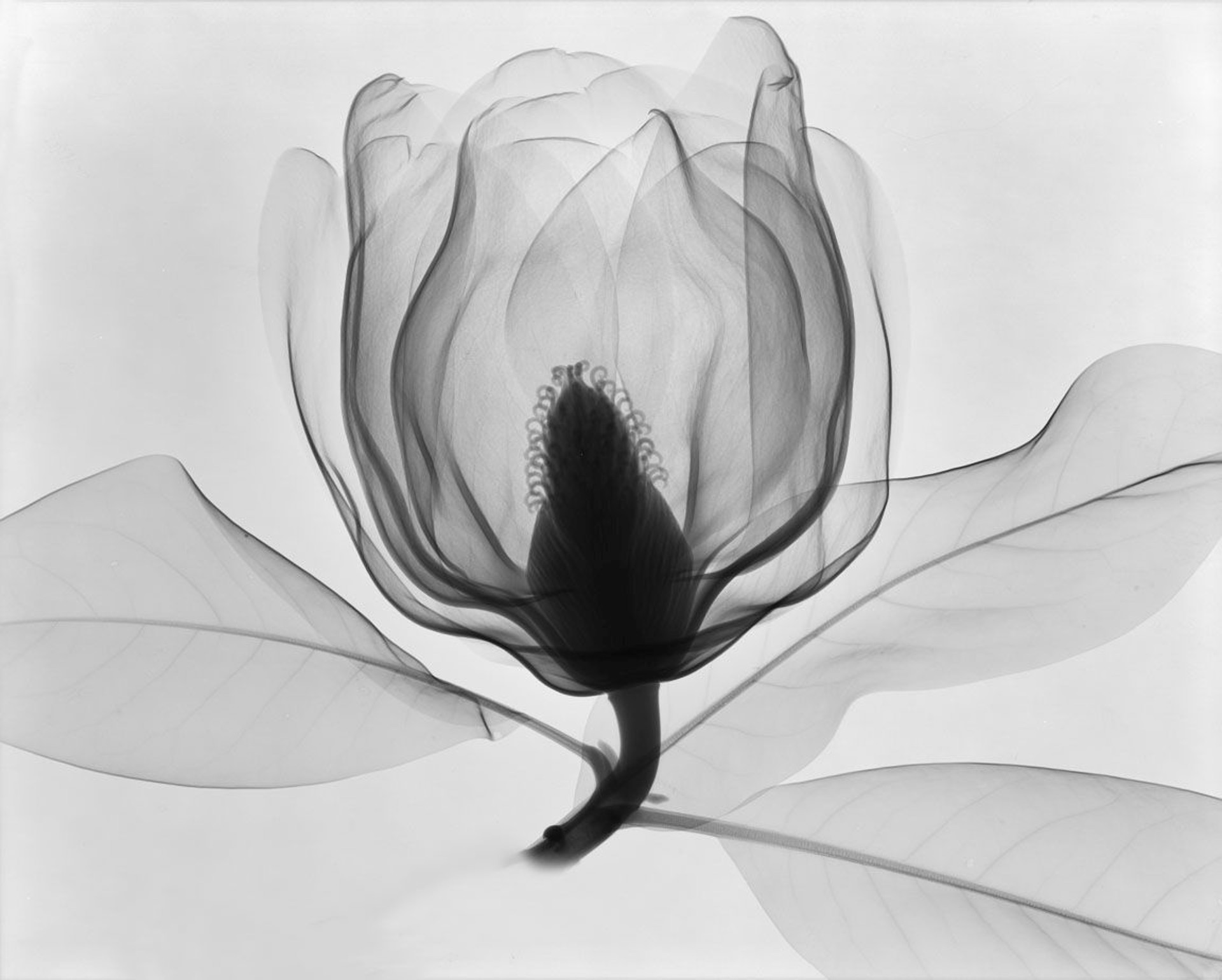 Southern Magnolia 4 by Don Dudenbostel
