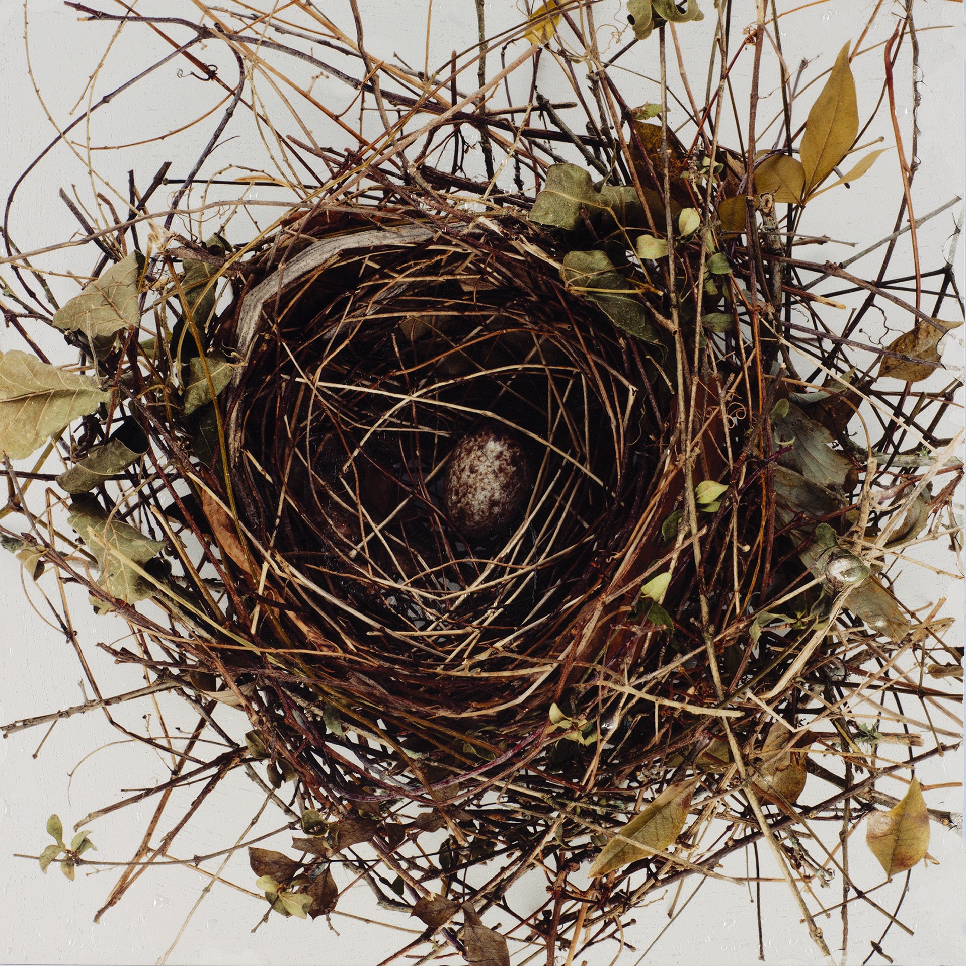 Birds Nest by David Humphreys