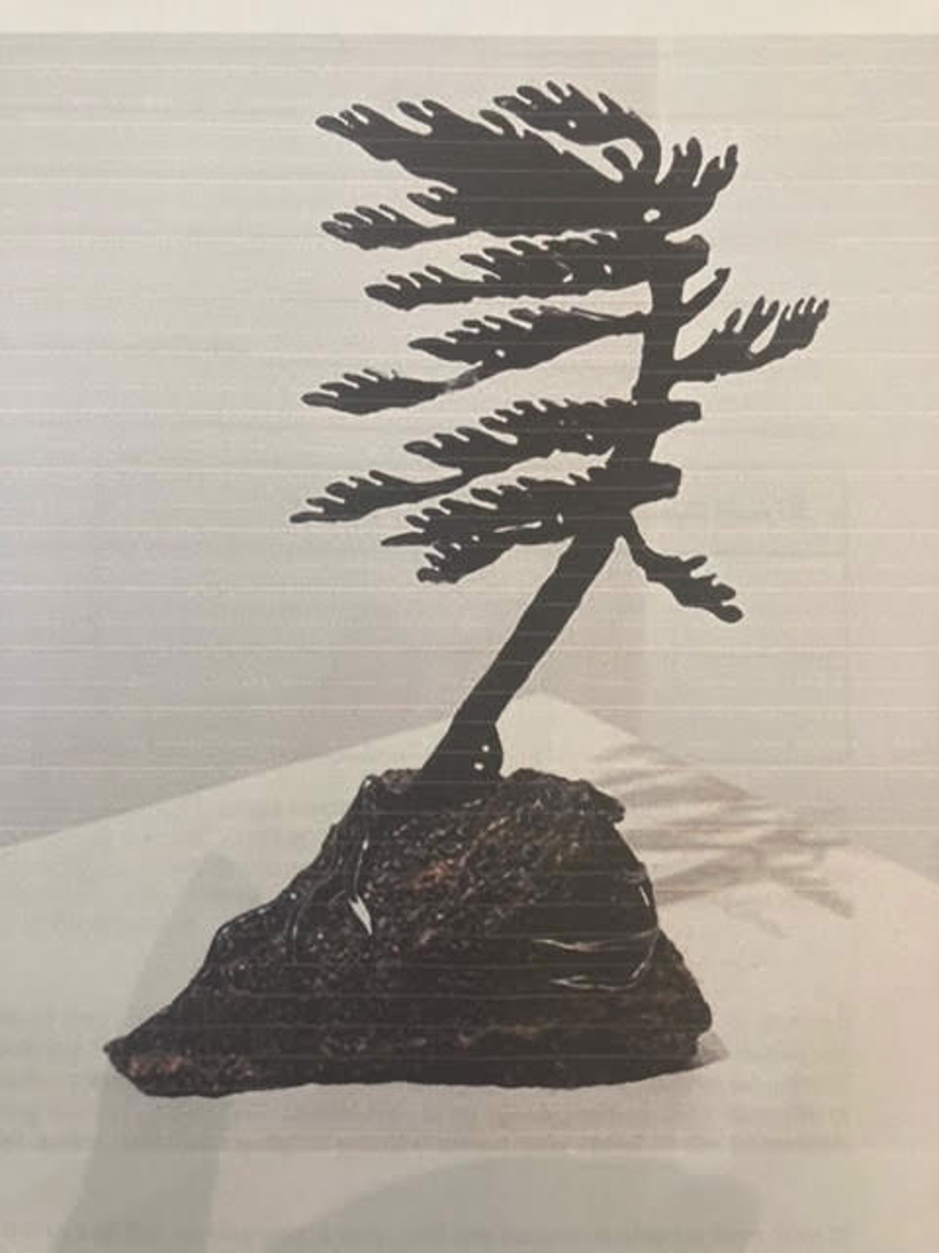 Windswept Pine, 189970 by Cathy Mark