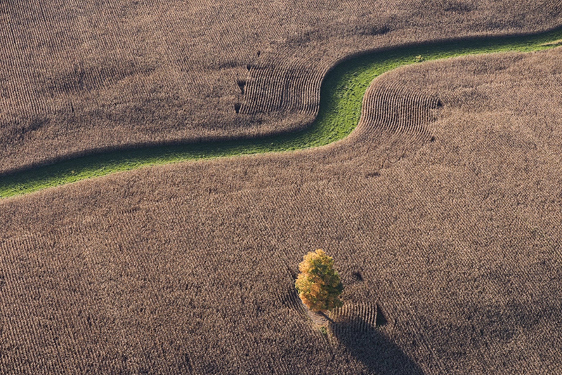 Corn Fields, Autumn Tree by John Griebsch