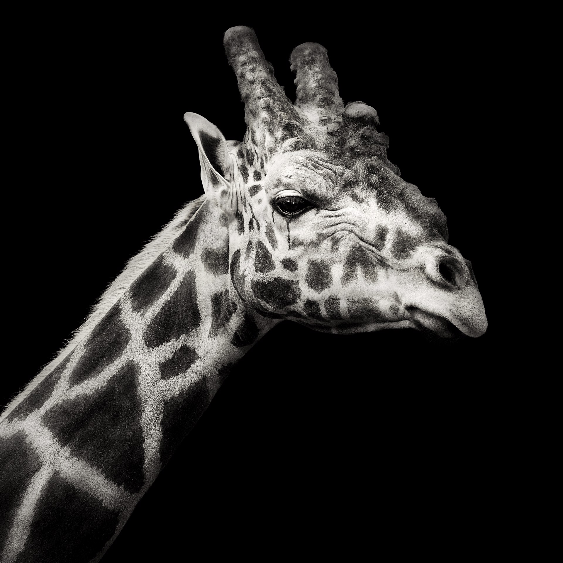 Portrait of Giraffe by Lauren Chambers