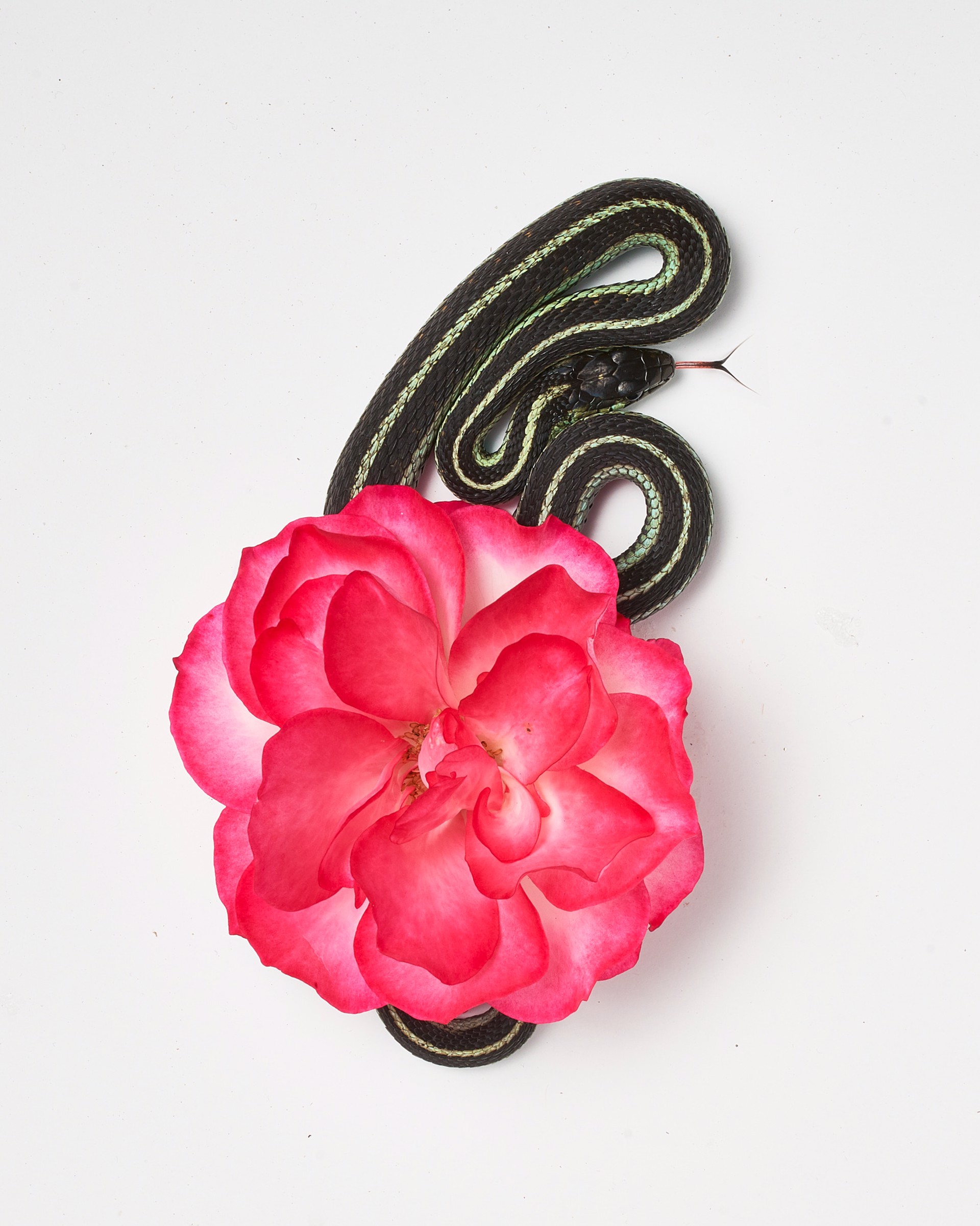 Pink Rose by Sage Szkabarnicki-Stuart