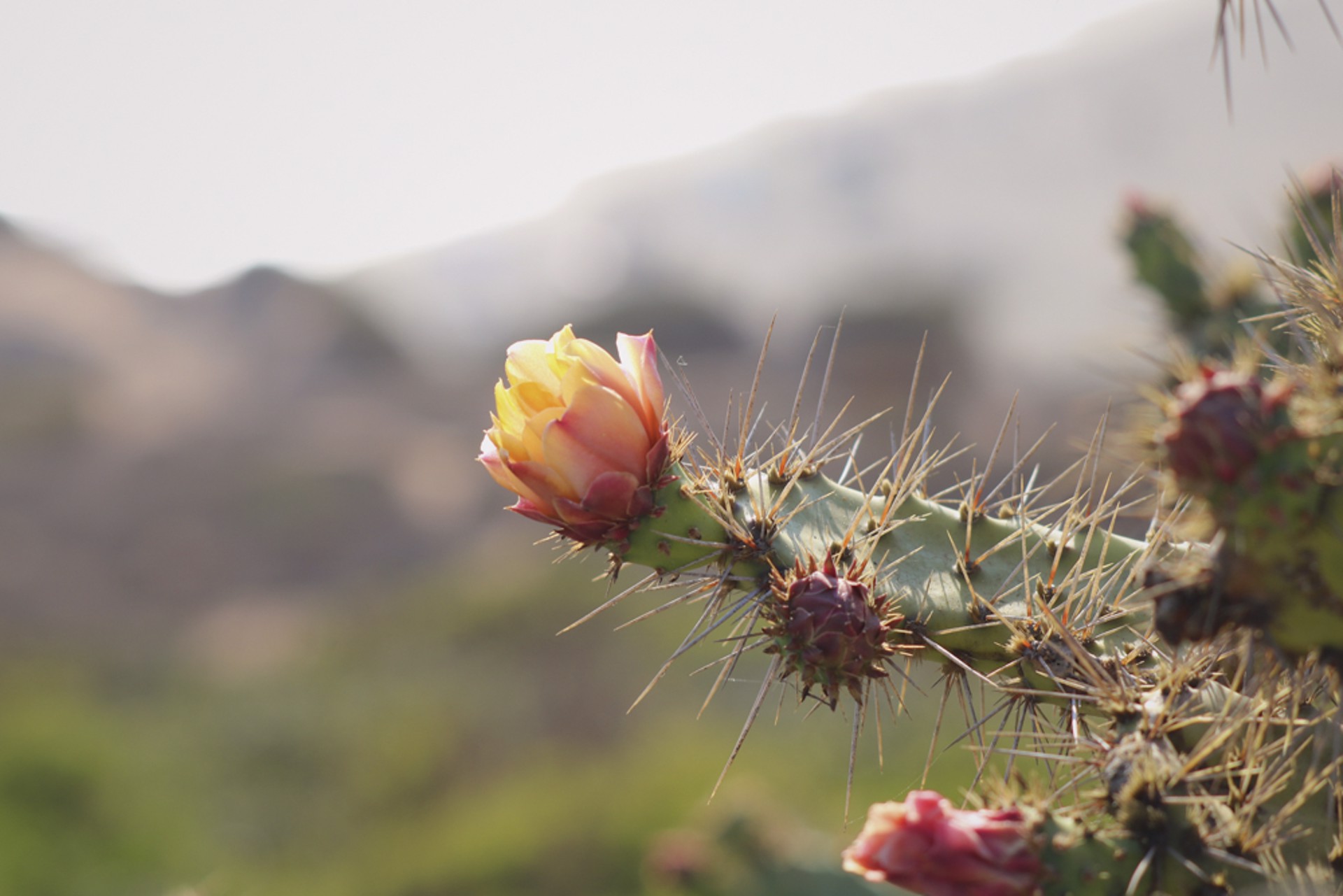 Cactus Blossom by Melina Velleman