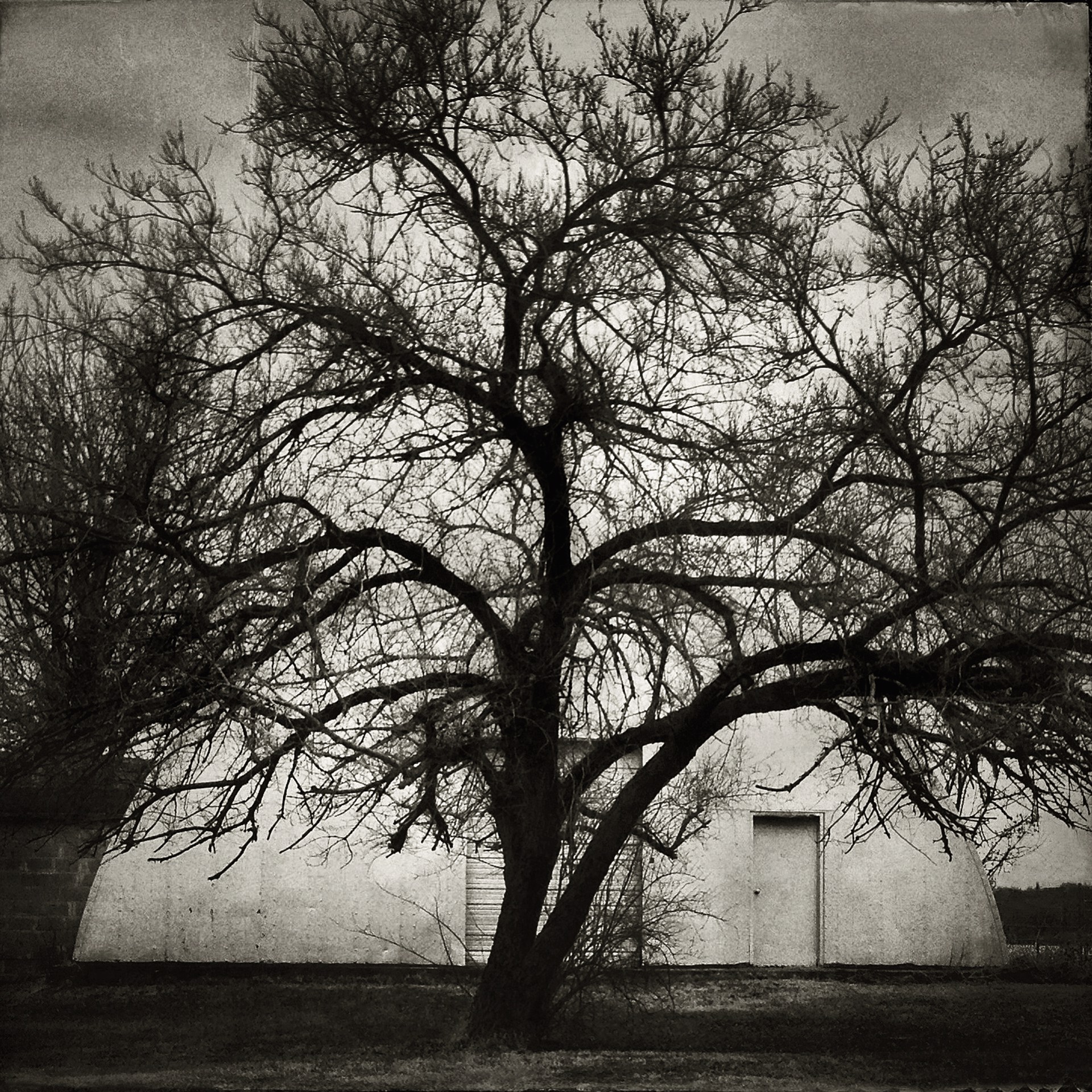 Quonset Tree by Chris Little