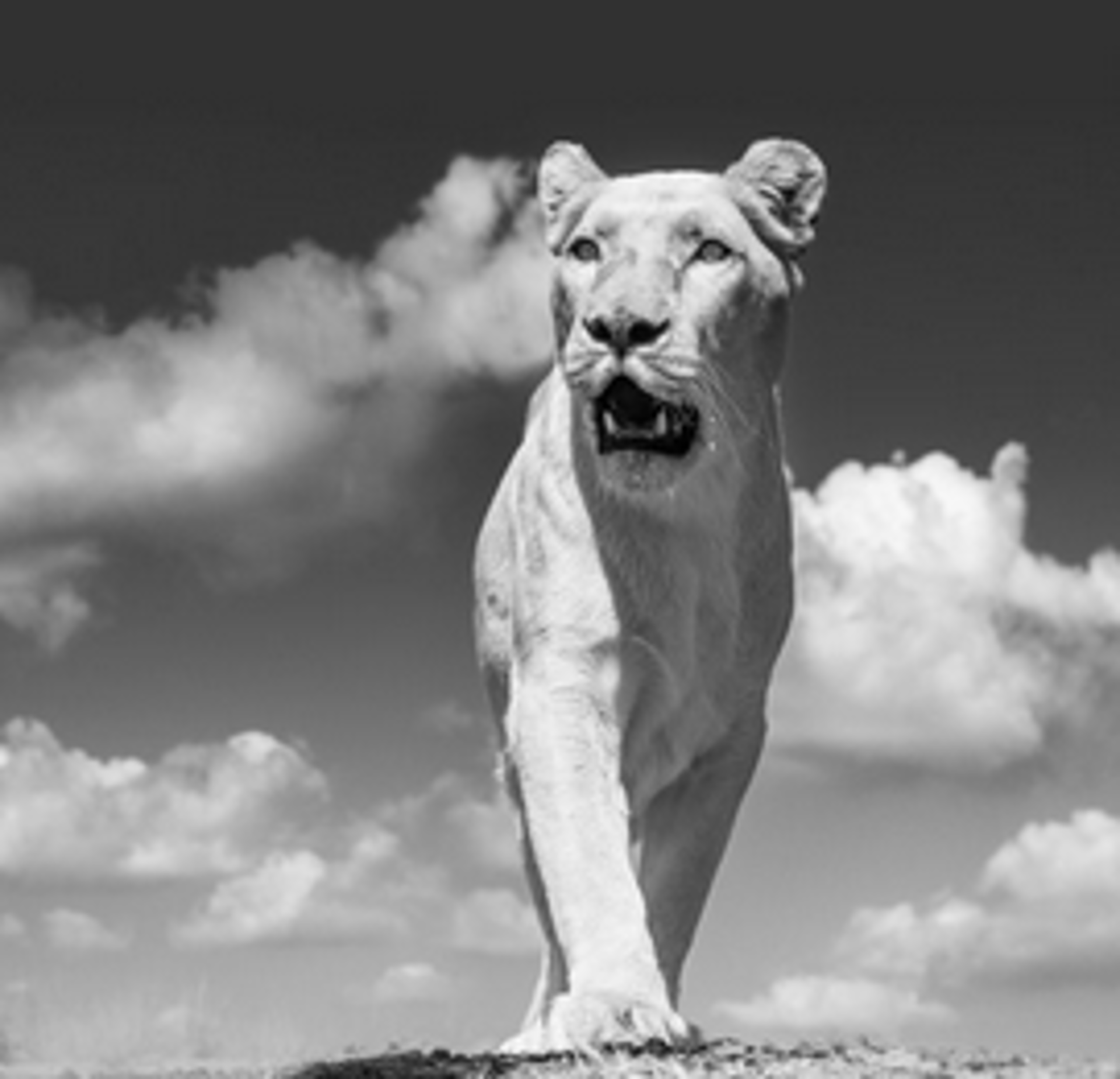 White Mischief by David Yarrow