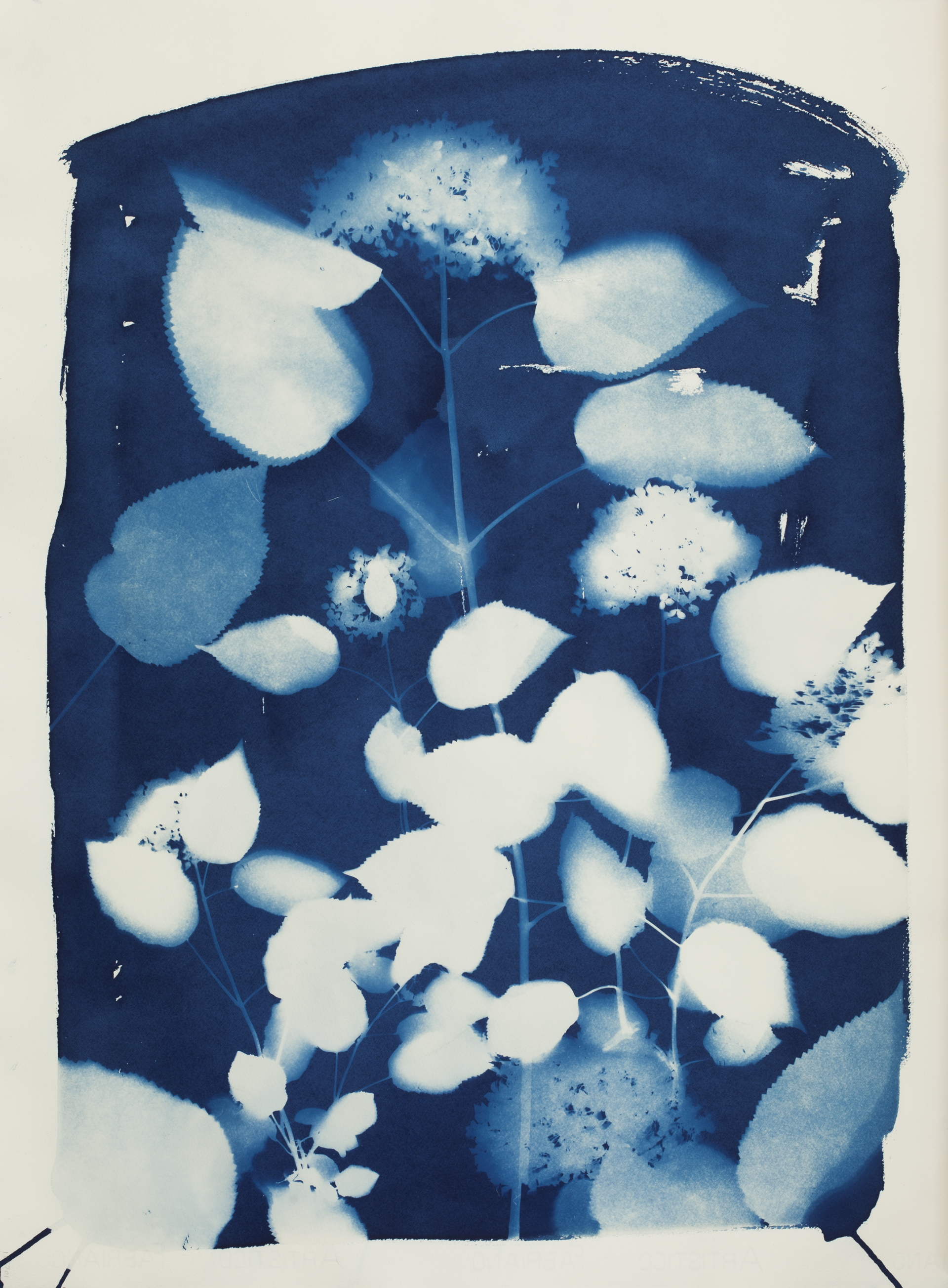 Hydrangea in Blue by Colleen Metzger