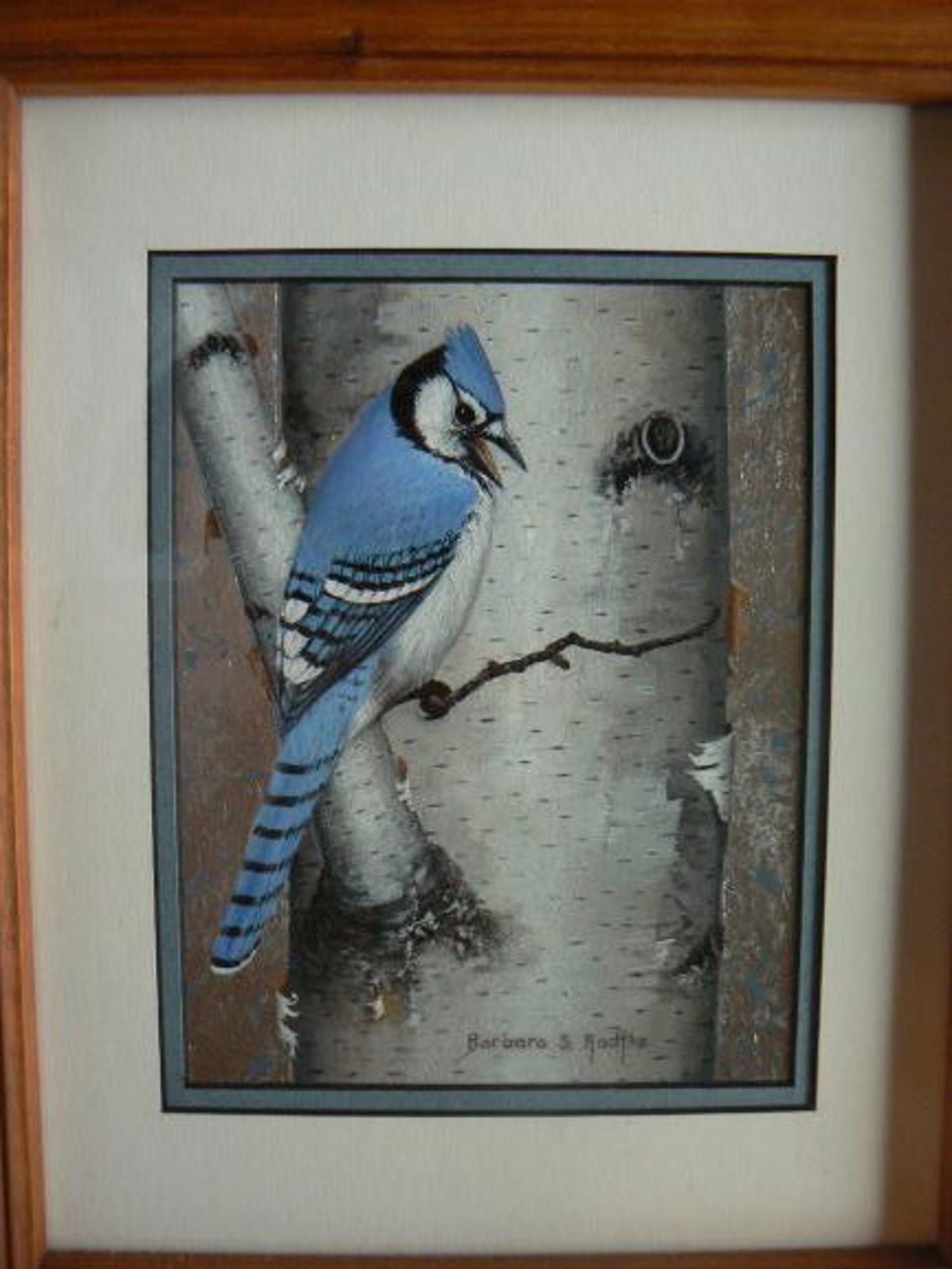 Noisy Blue Jay on Birch by Barbara Radtke