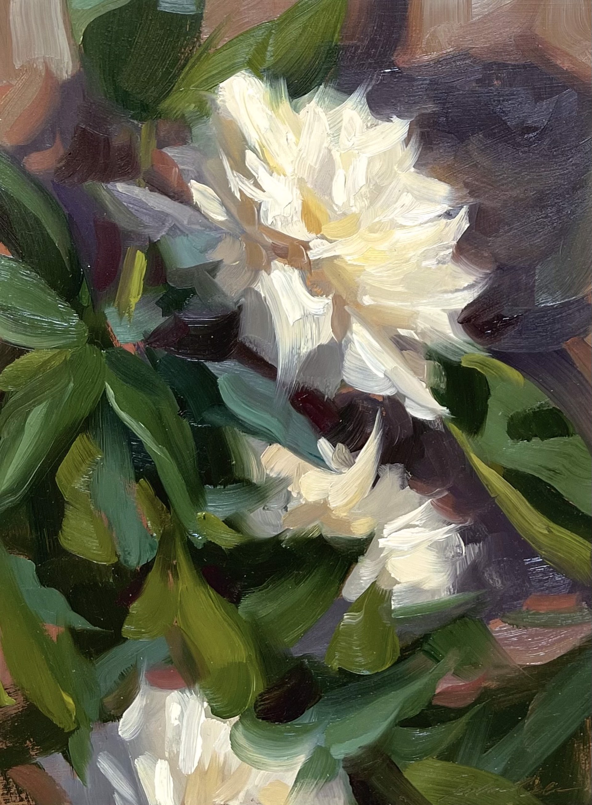 Homestead Peonies by Robin Cole