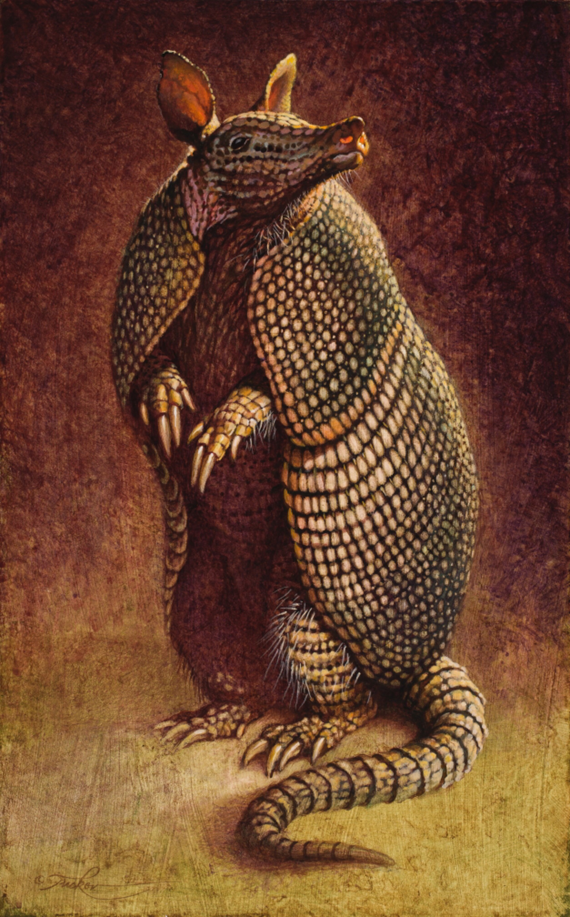 Armadillo by Ezra Tucker