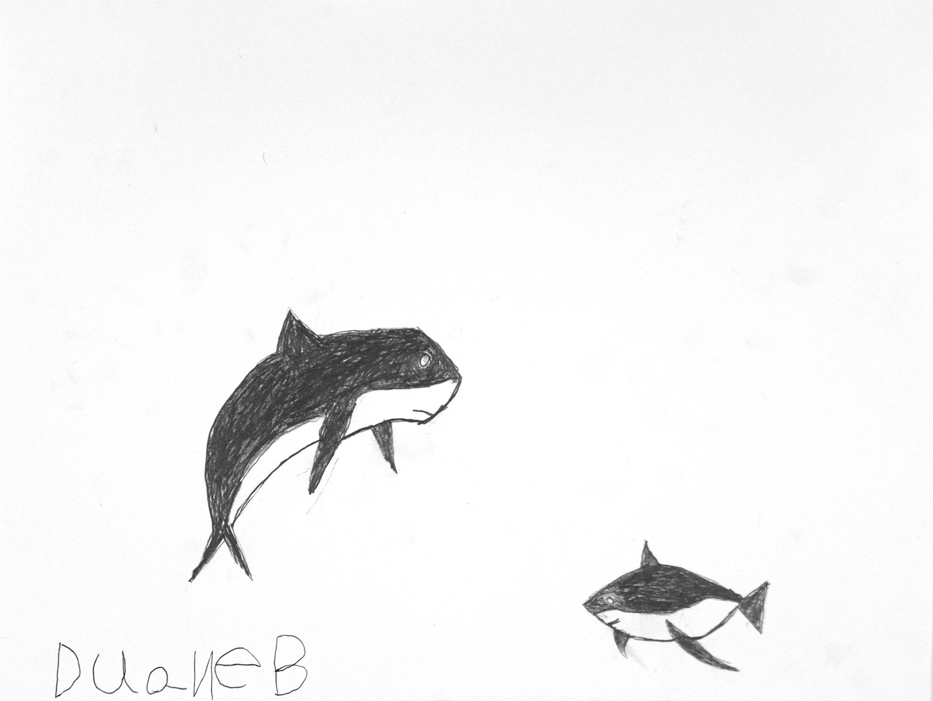 Sharks by Duane Blacksheare-Staton