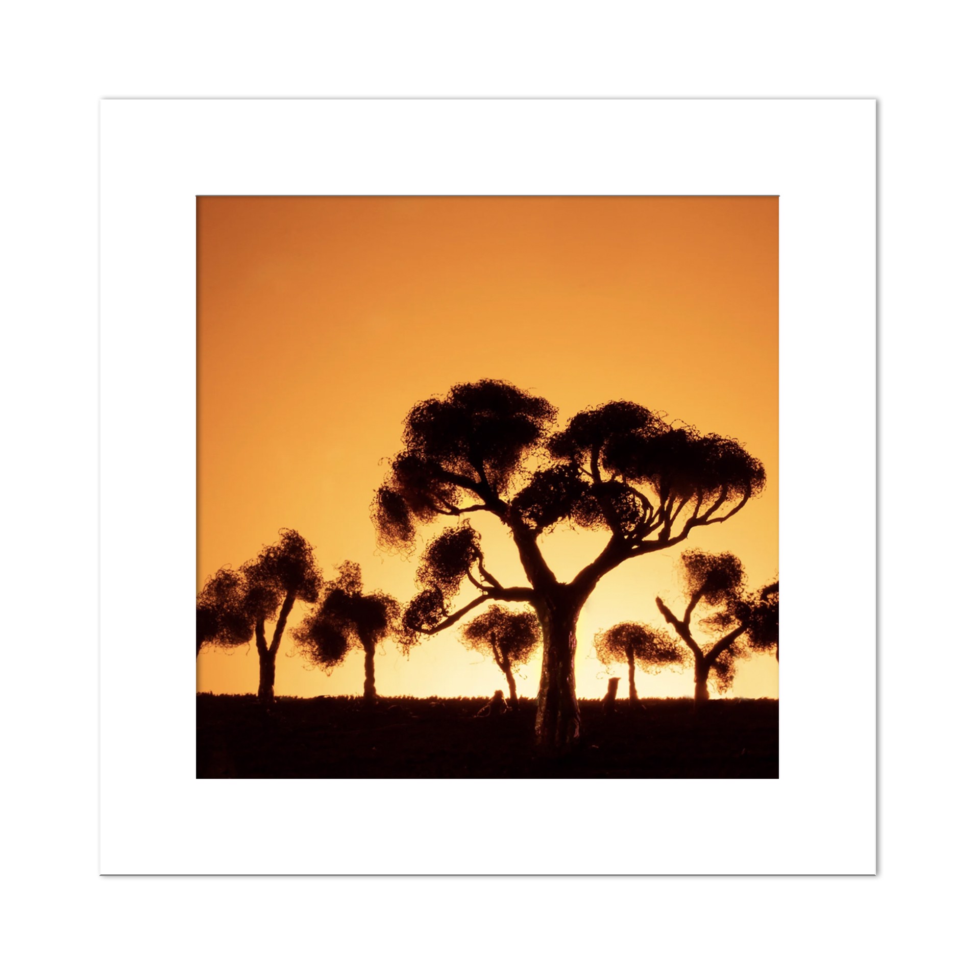 Black Pine Sunset by Stephen Dorsett