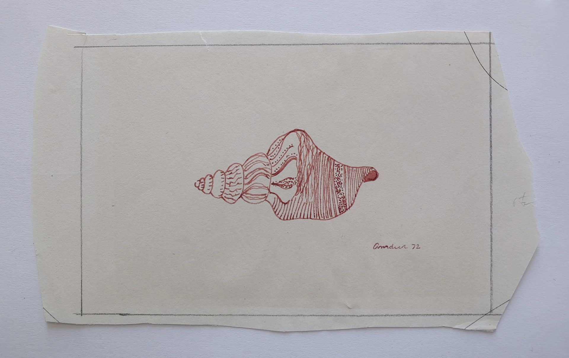 Shell - Drawing by David Amdur
