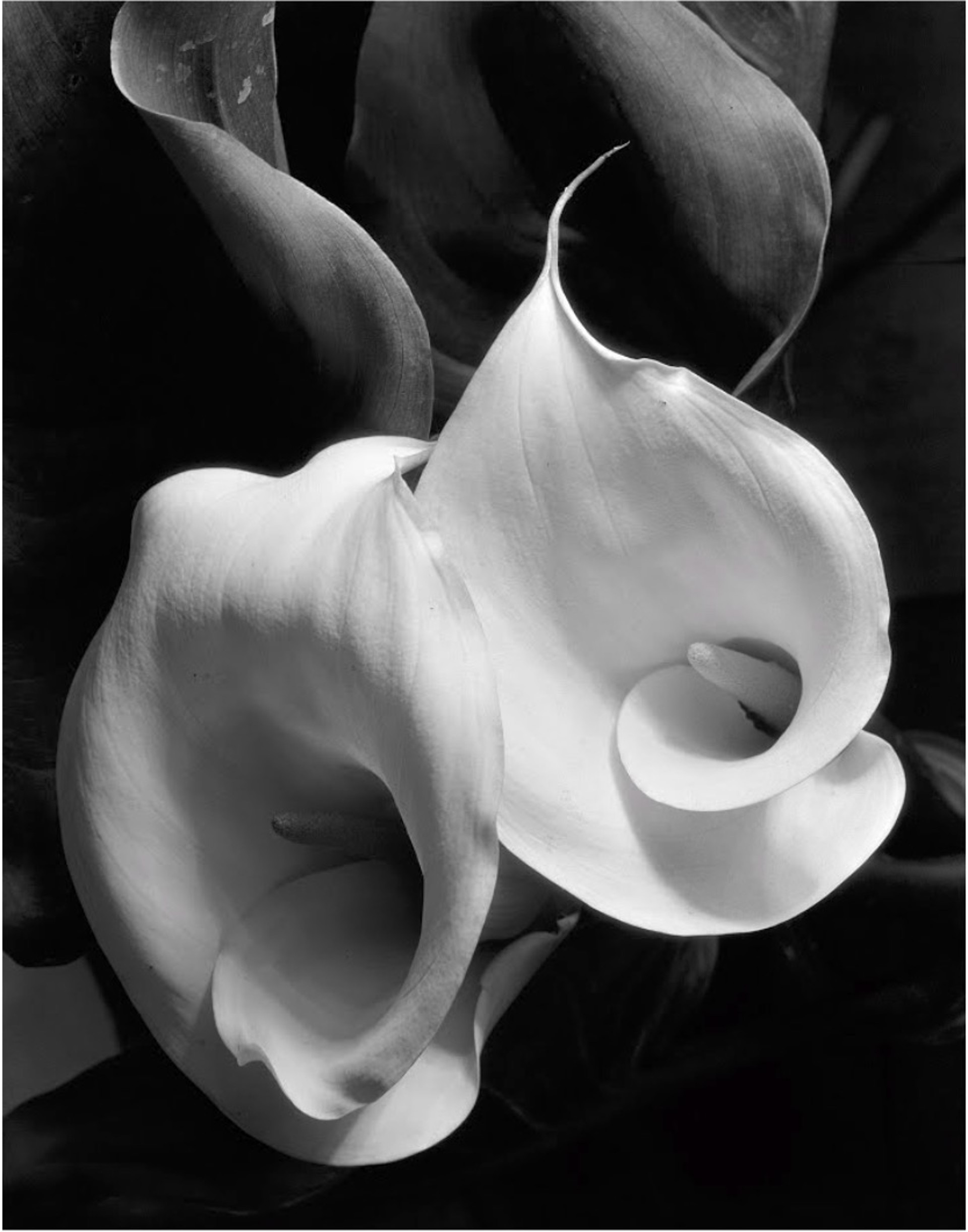 Two Callas by Imogen Cunningham