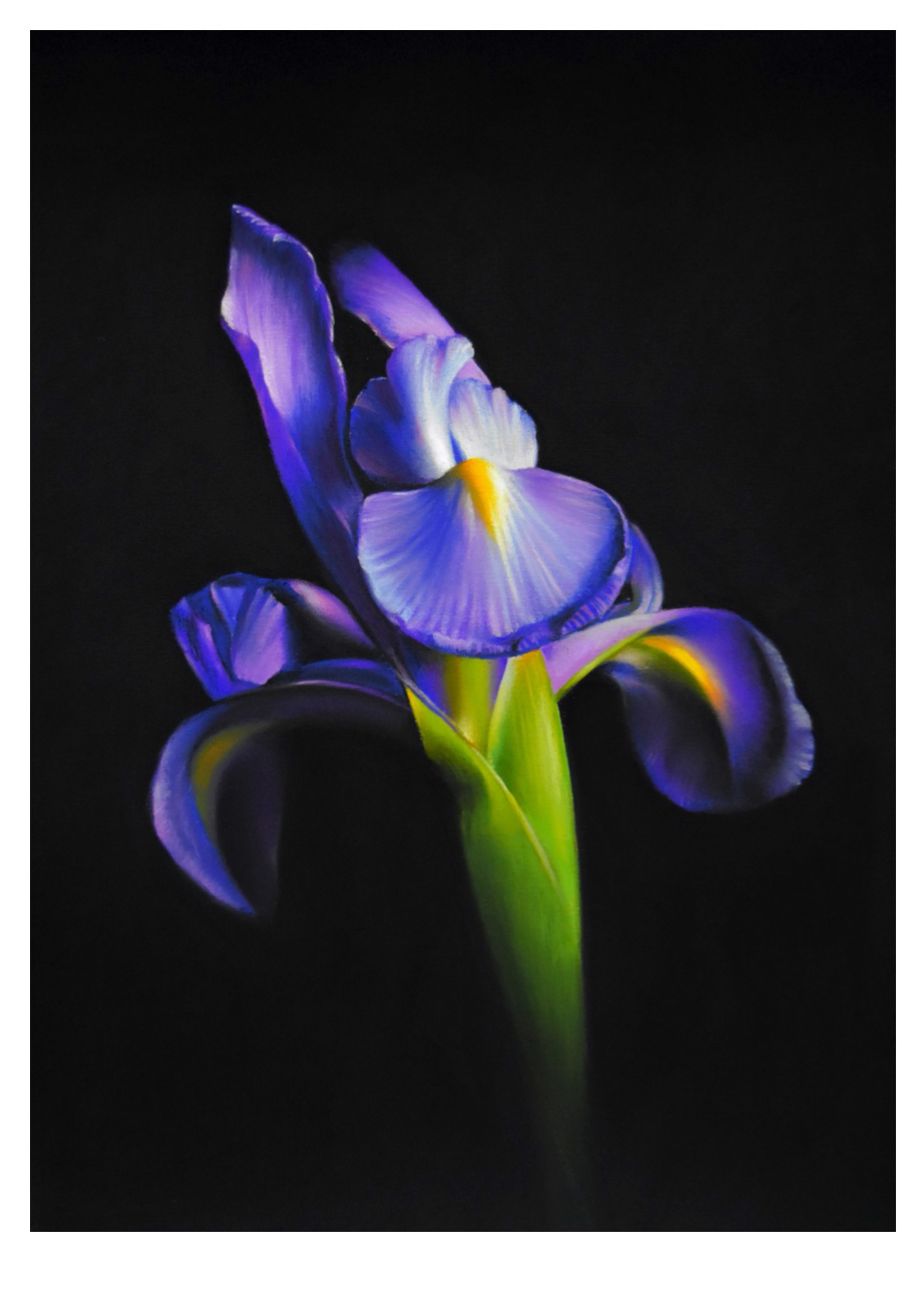 Iris by Sangita Phadke