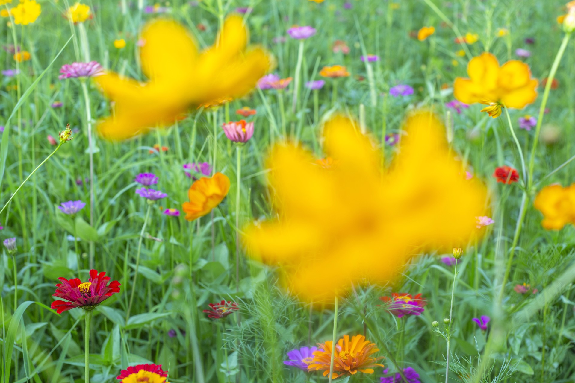 Shaded Cosmos and Zinnias by Thad Lee