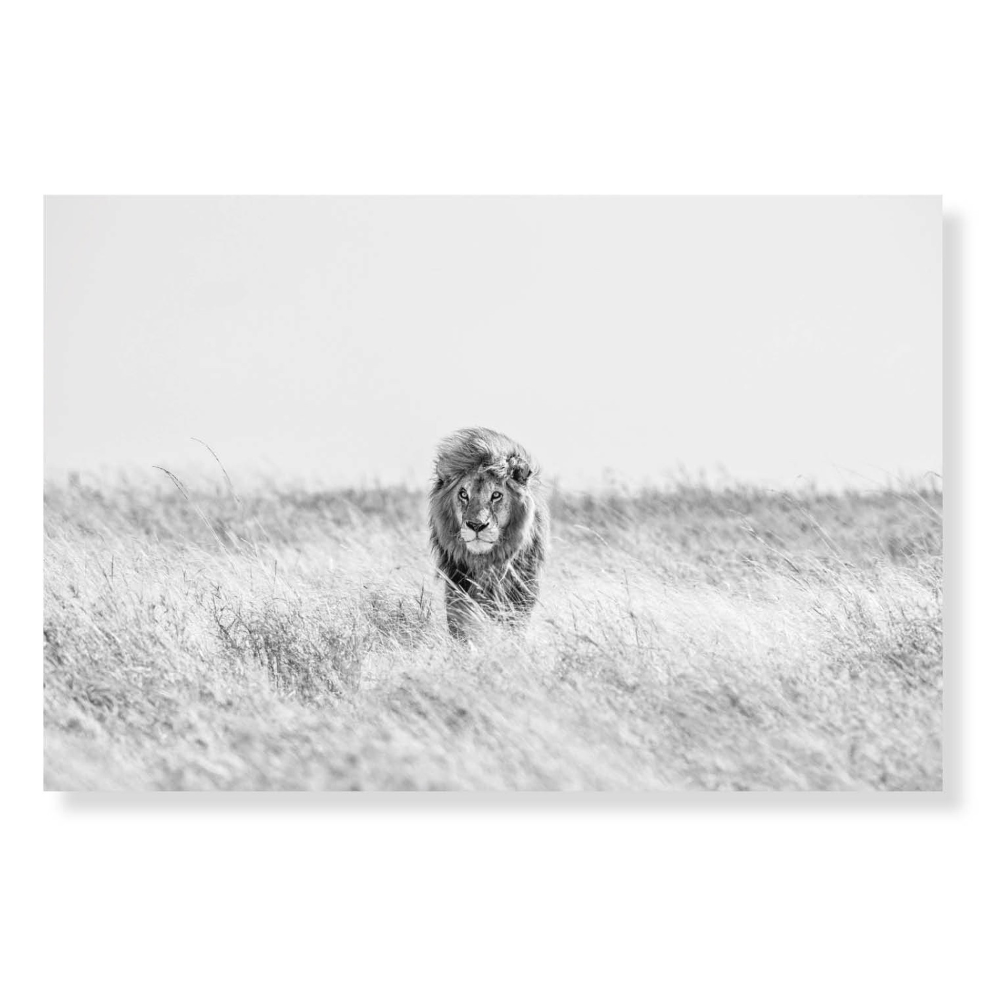 Fields of Gold by David Yarrow