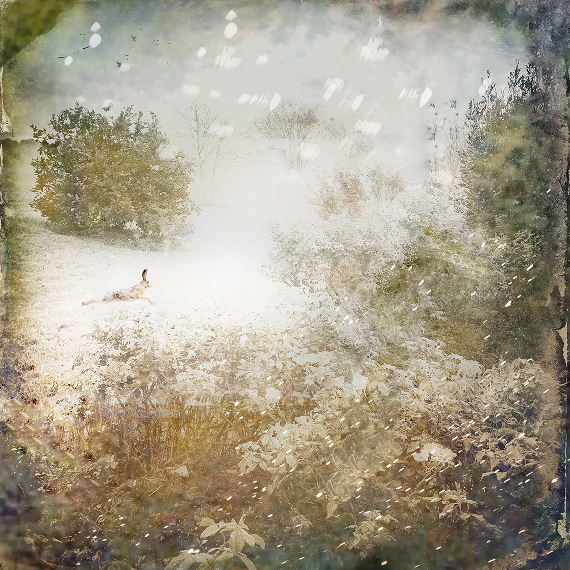 Hare Running by Amanda Smith