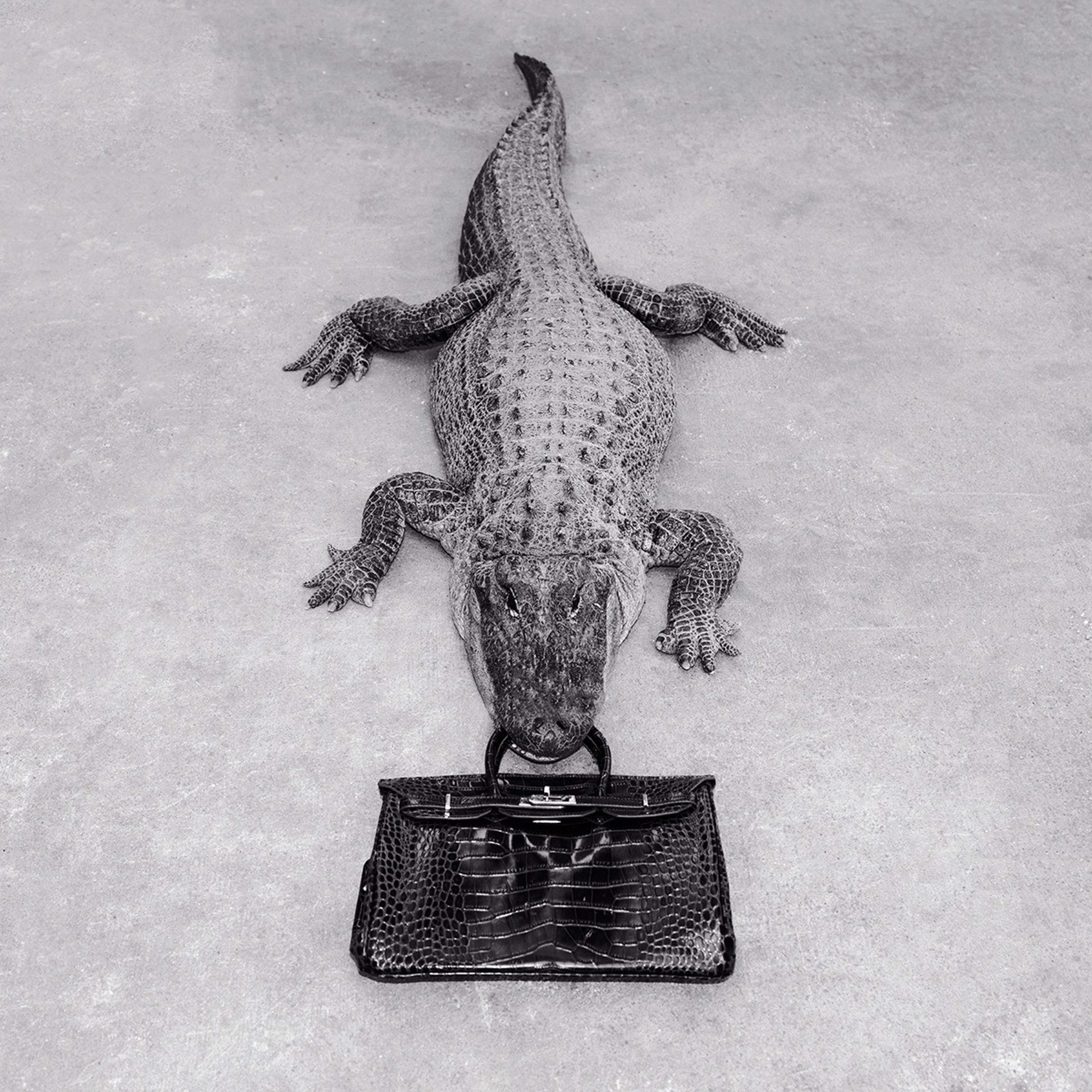 Gator Birkin (AP) by Tyler Shields