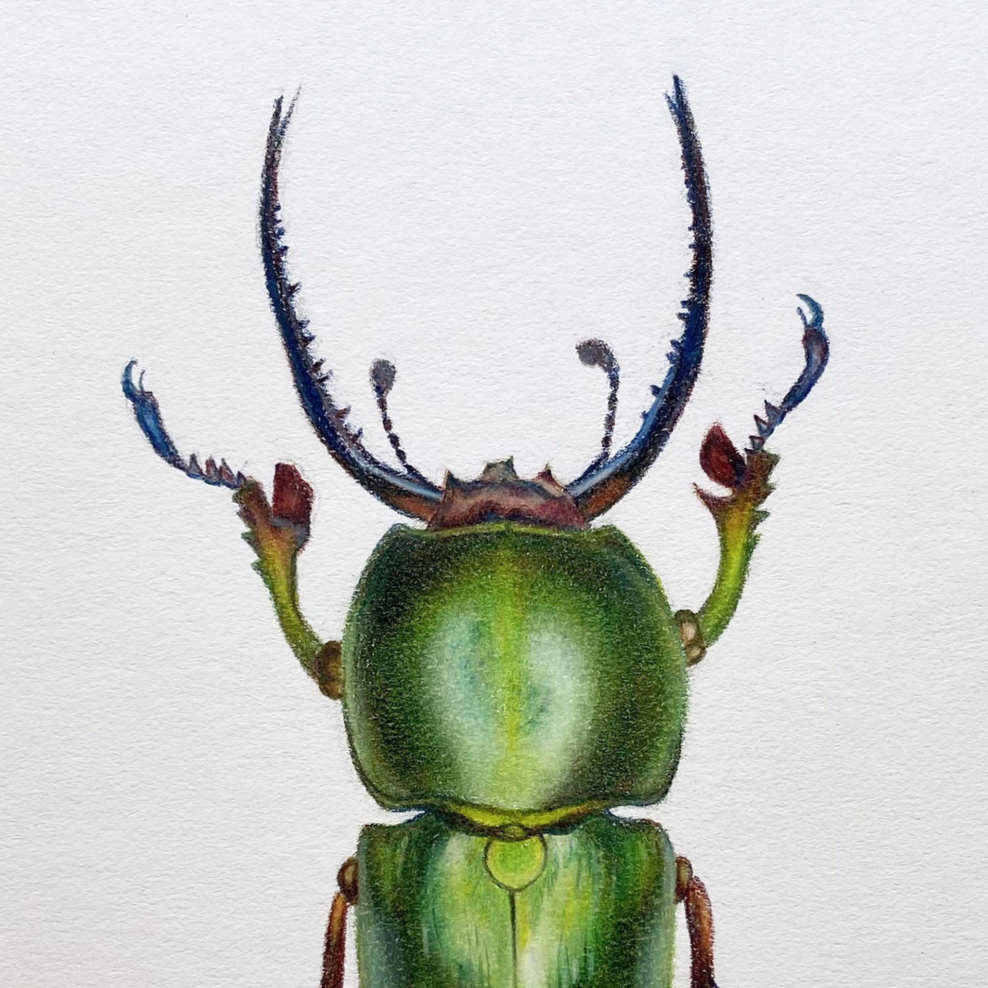 Coleoptera Chroma #1 by Hannah Hanlon