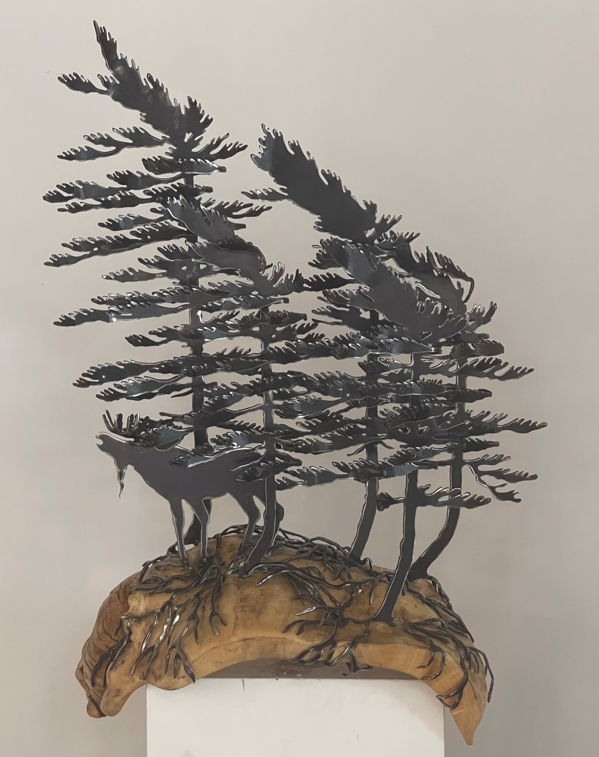 Five Windswept Pine with Moose on Manitoba Maple 659390 by Cathy Mark