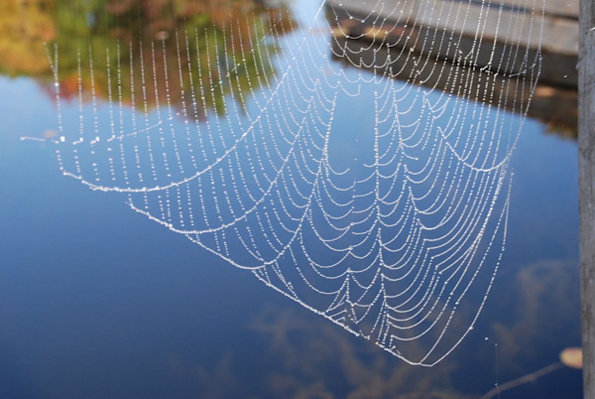Spider Web by Michael Harris