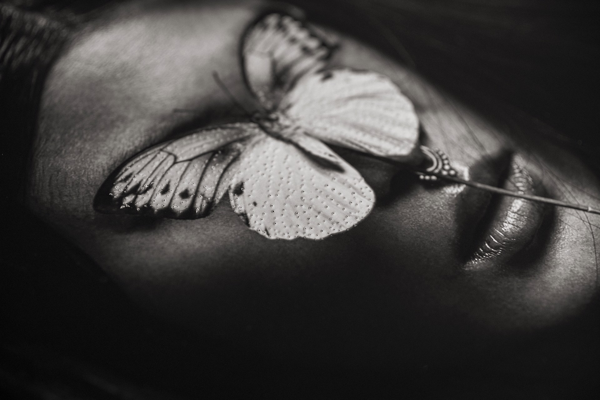 Effect Papillon by Reka Nyari