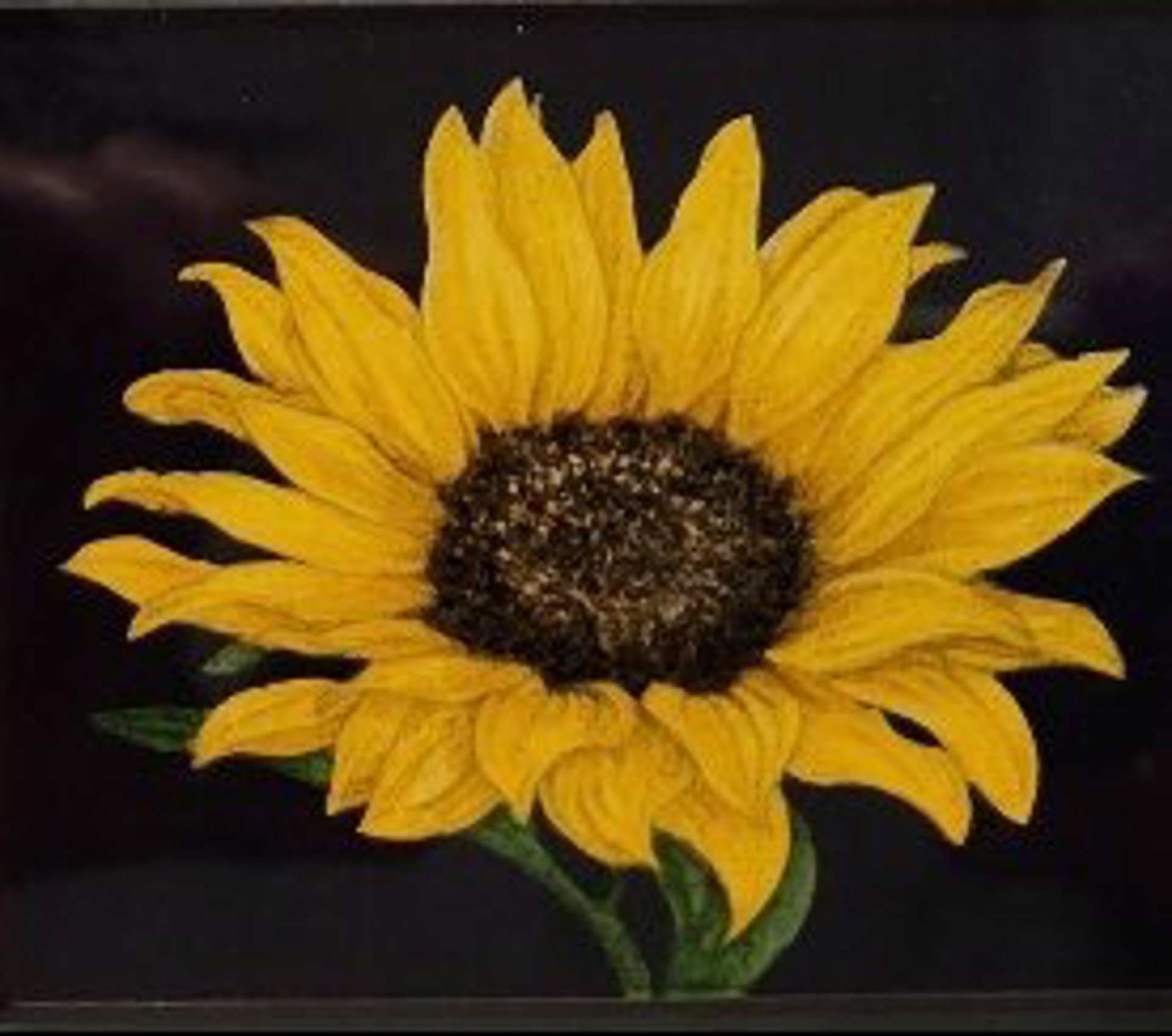 Lynette’s Sunflower by Michael Florian Jilg