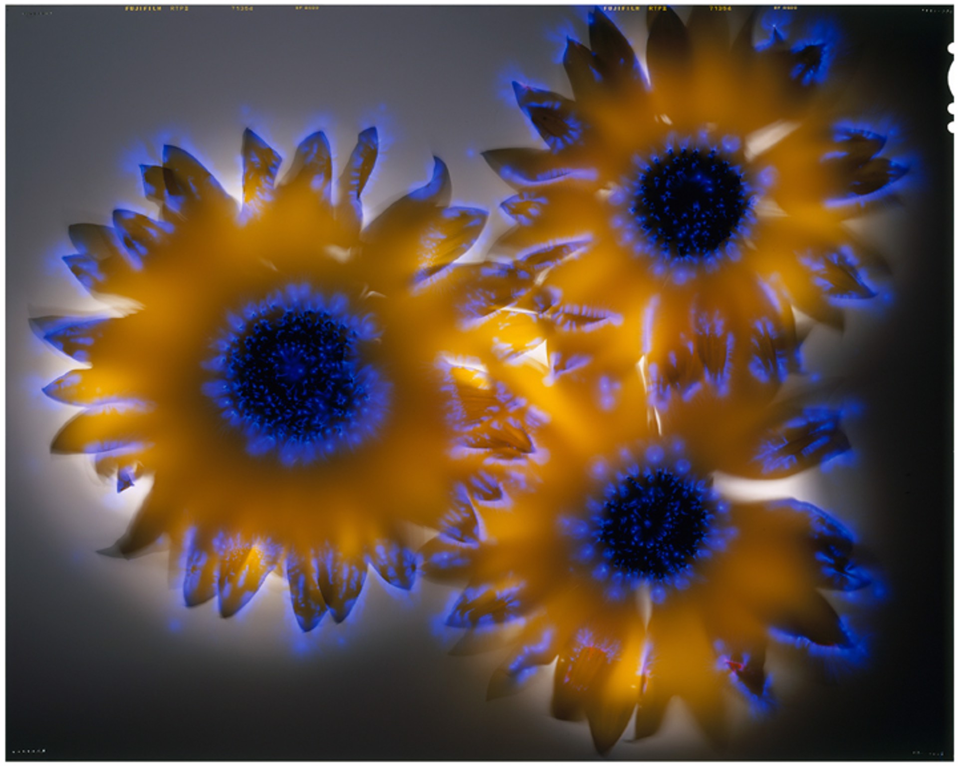 Hopi Dye Sunflower by Robert Buelteman