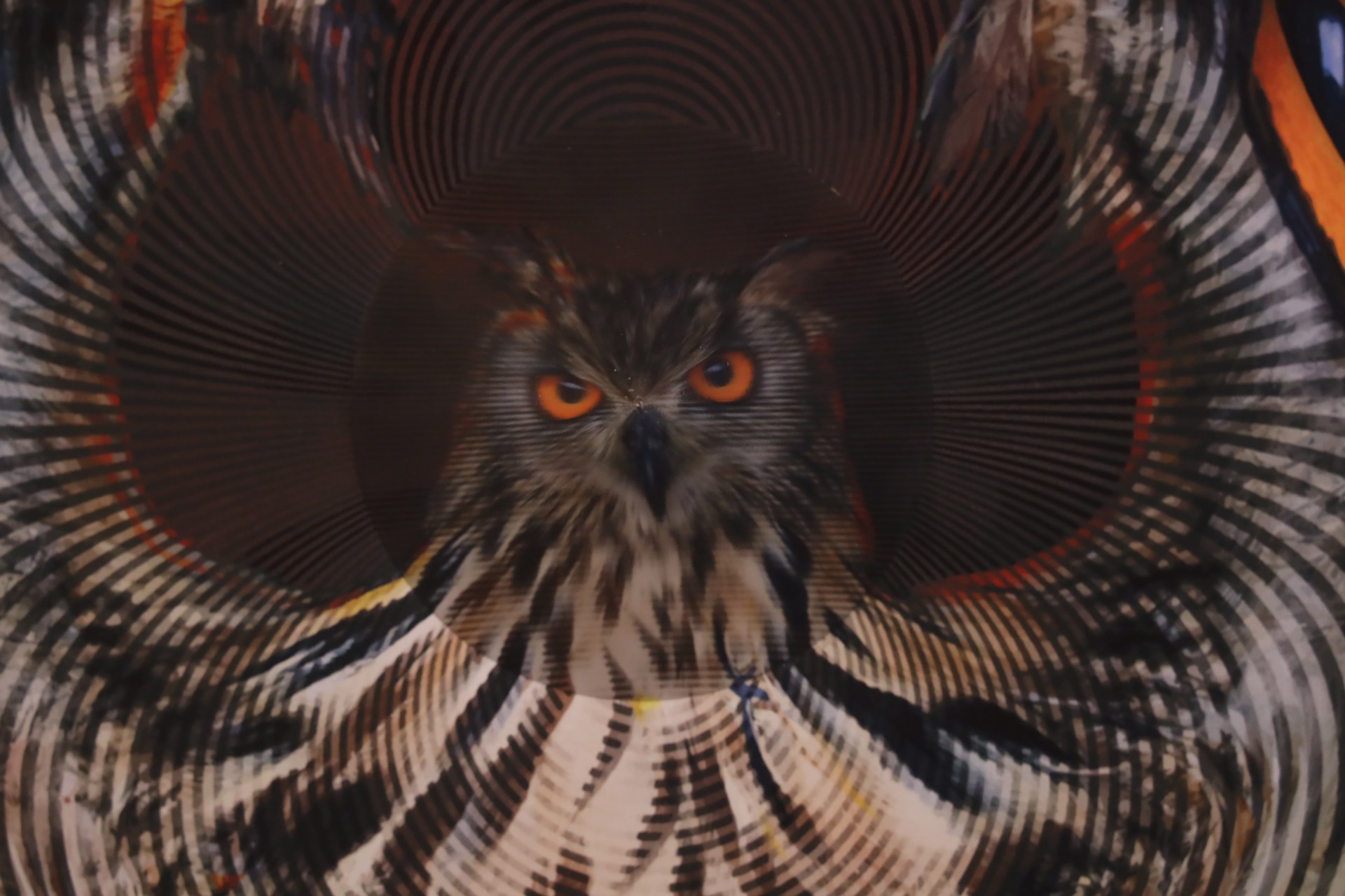 Owl: I see, I see by Jonty Hurwitz