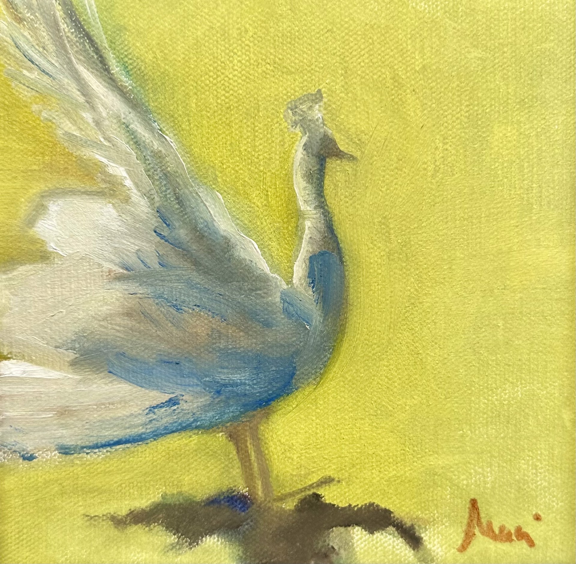 White Peacock by Maci Scheuer