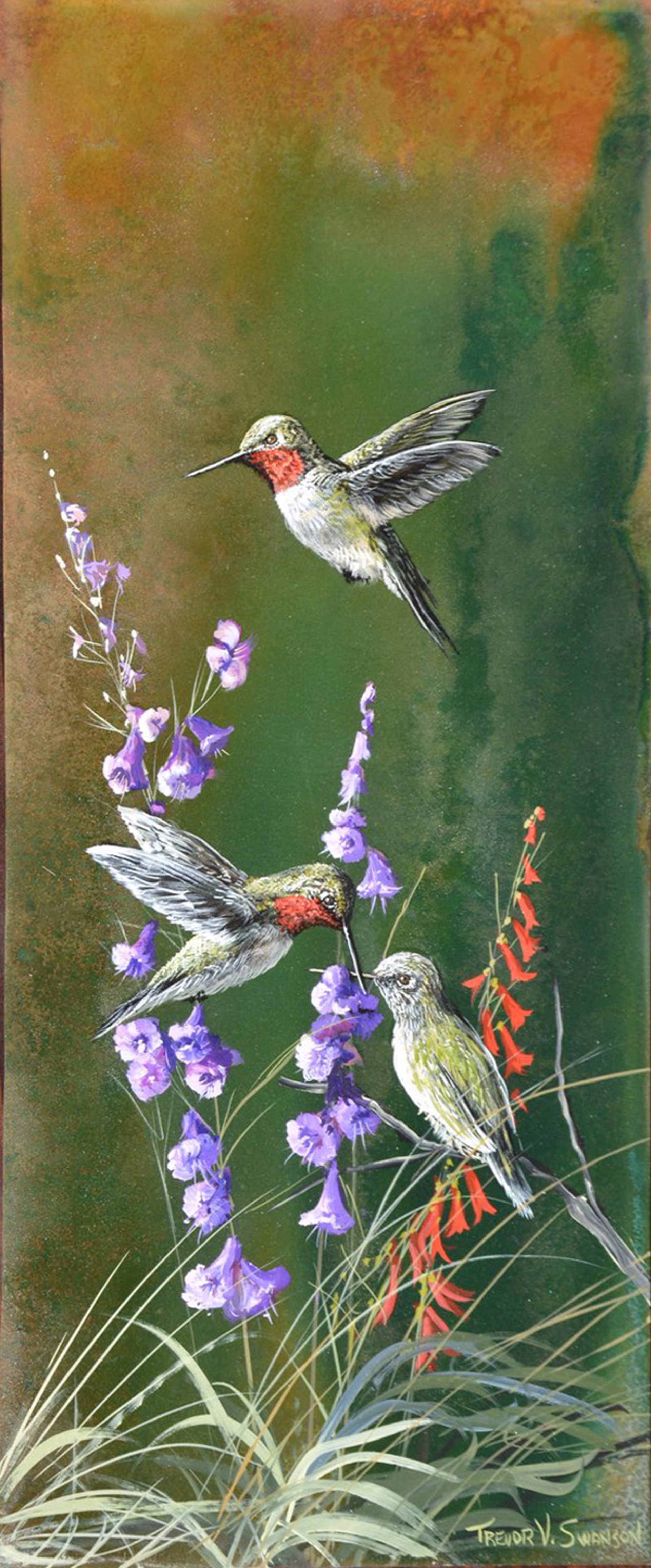Hummingbirds in Penstemon Season by Trevor Swanson