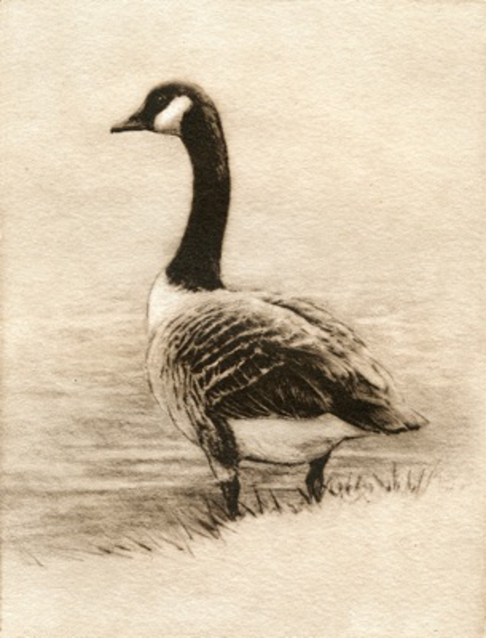 Canada Goose_unframed, #24/100 by Melanie Fain